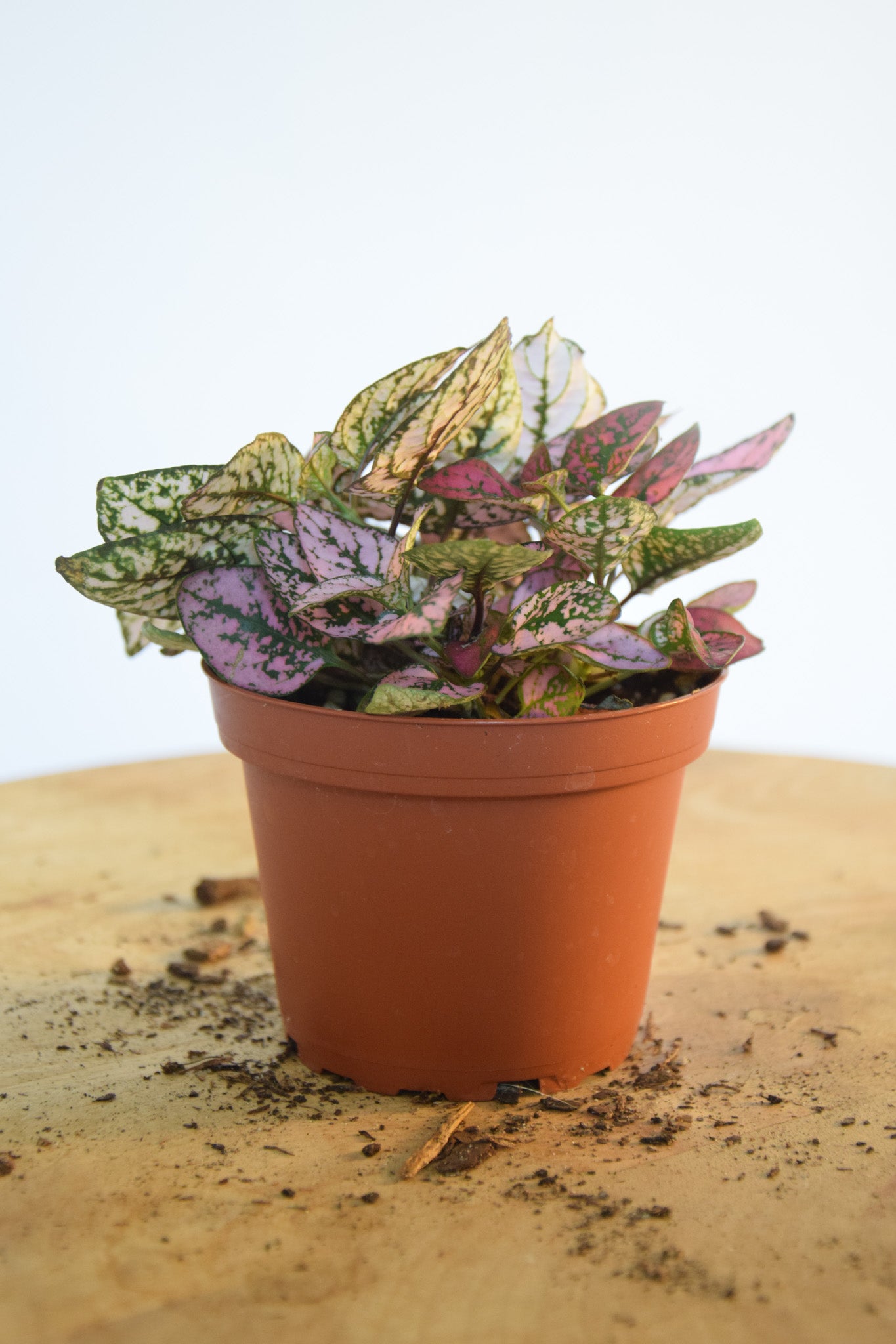 4" Hypoestes Pink/Red