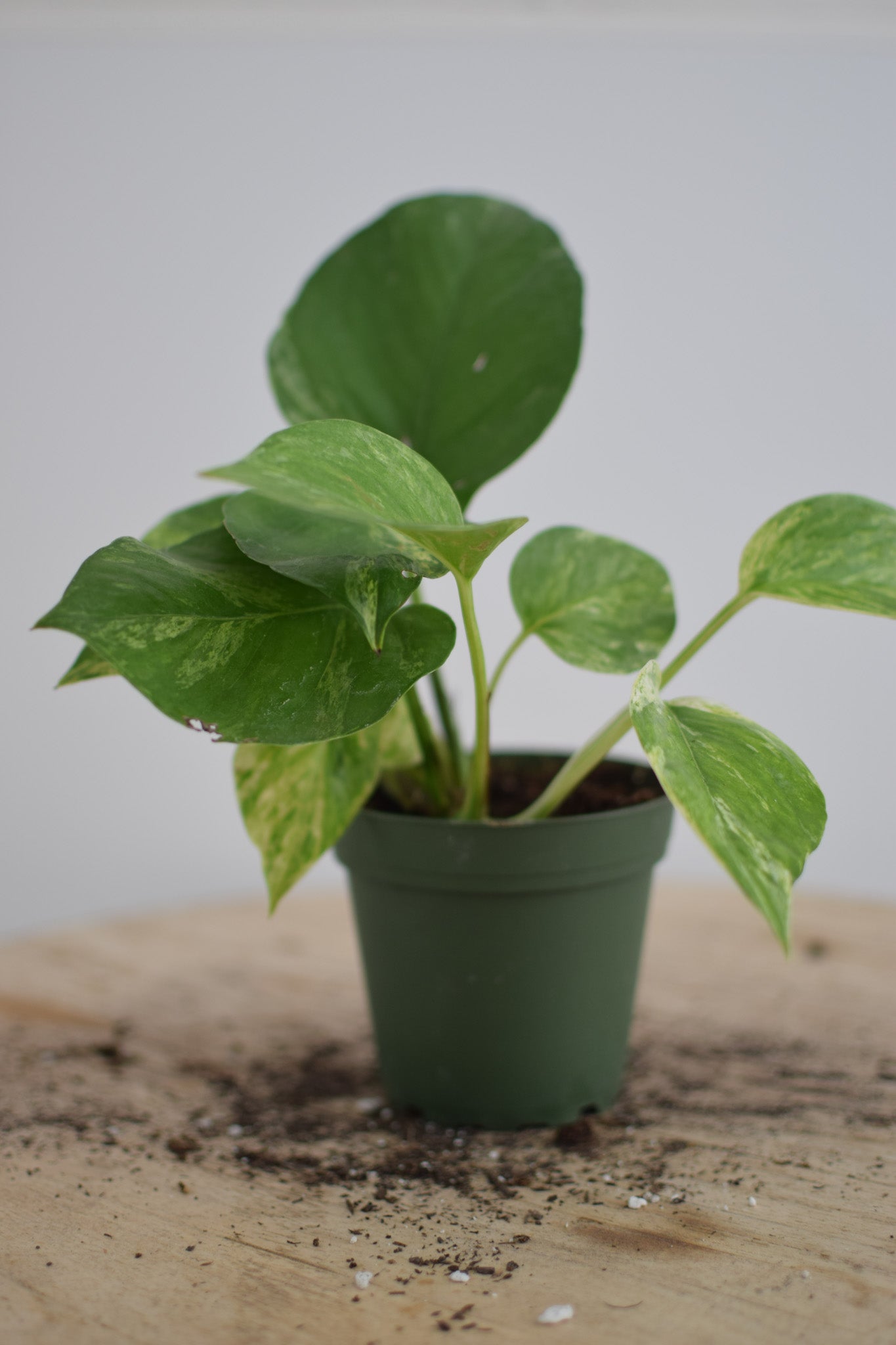 4" Pothos Marble Queen