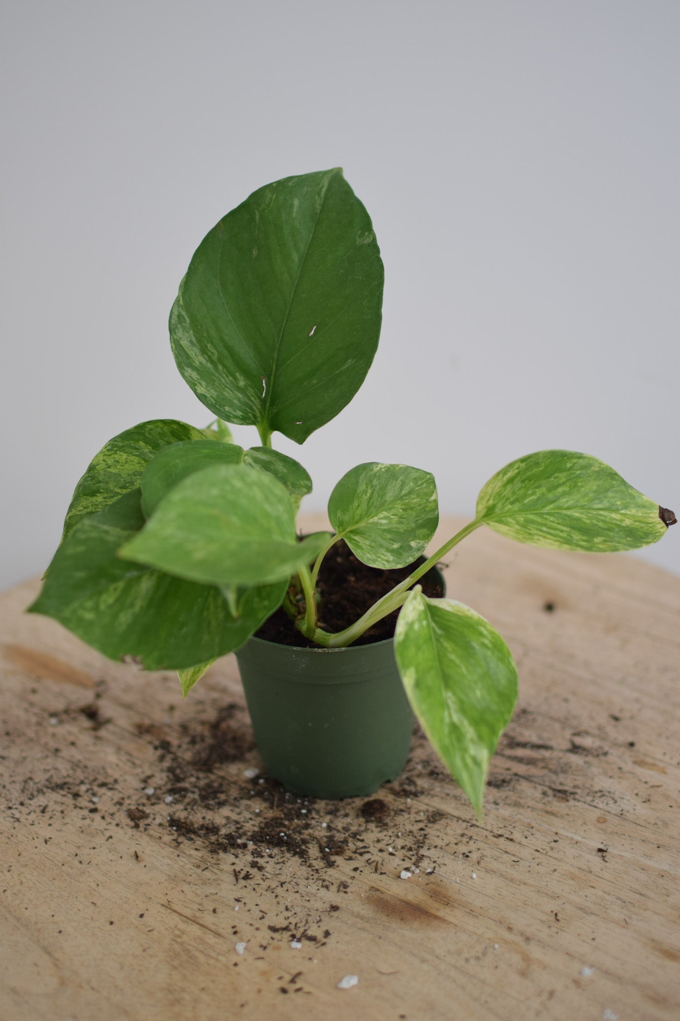 4" Pothos Marble Queen