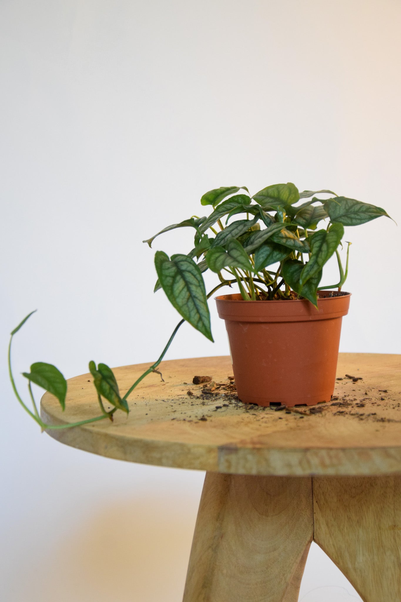 4" Monsteram Siltepecana
