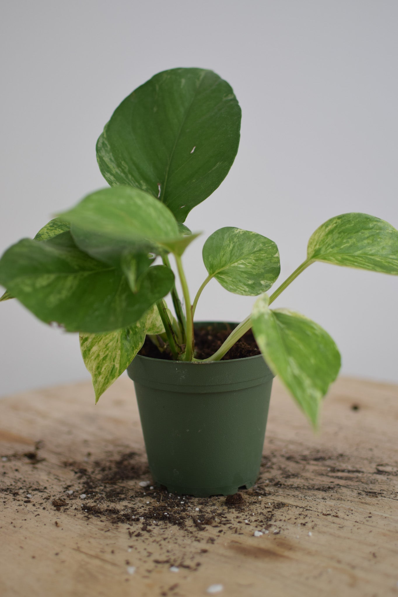 4" Pothos Marble Queen