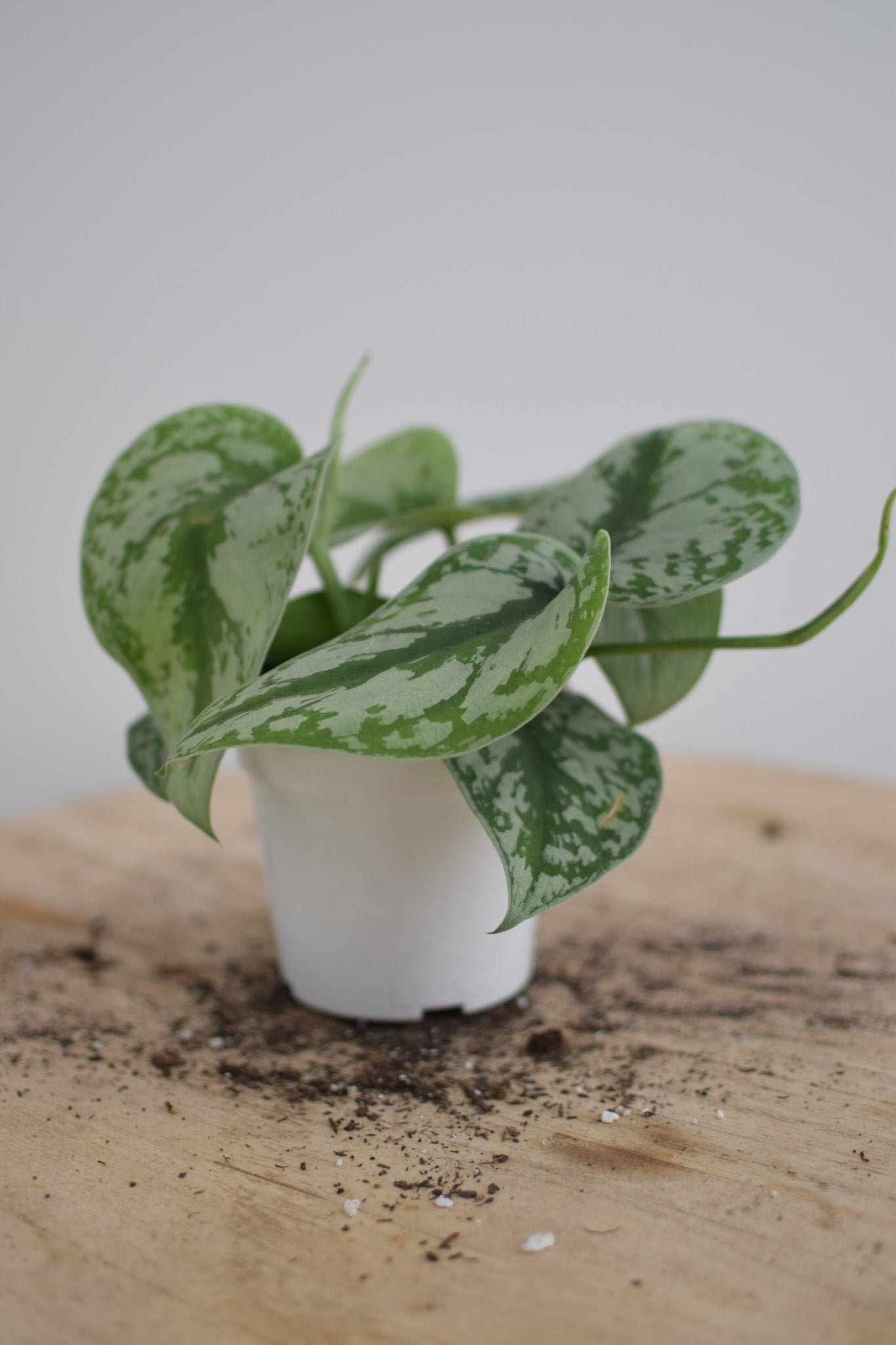 4" Pothos Silver Splash