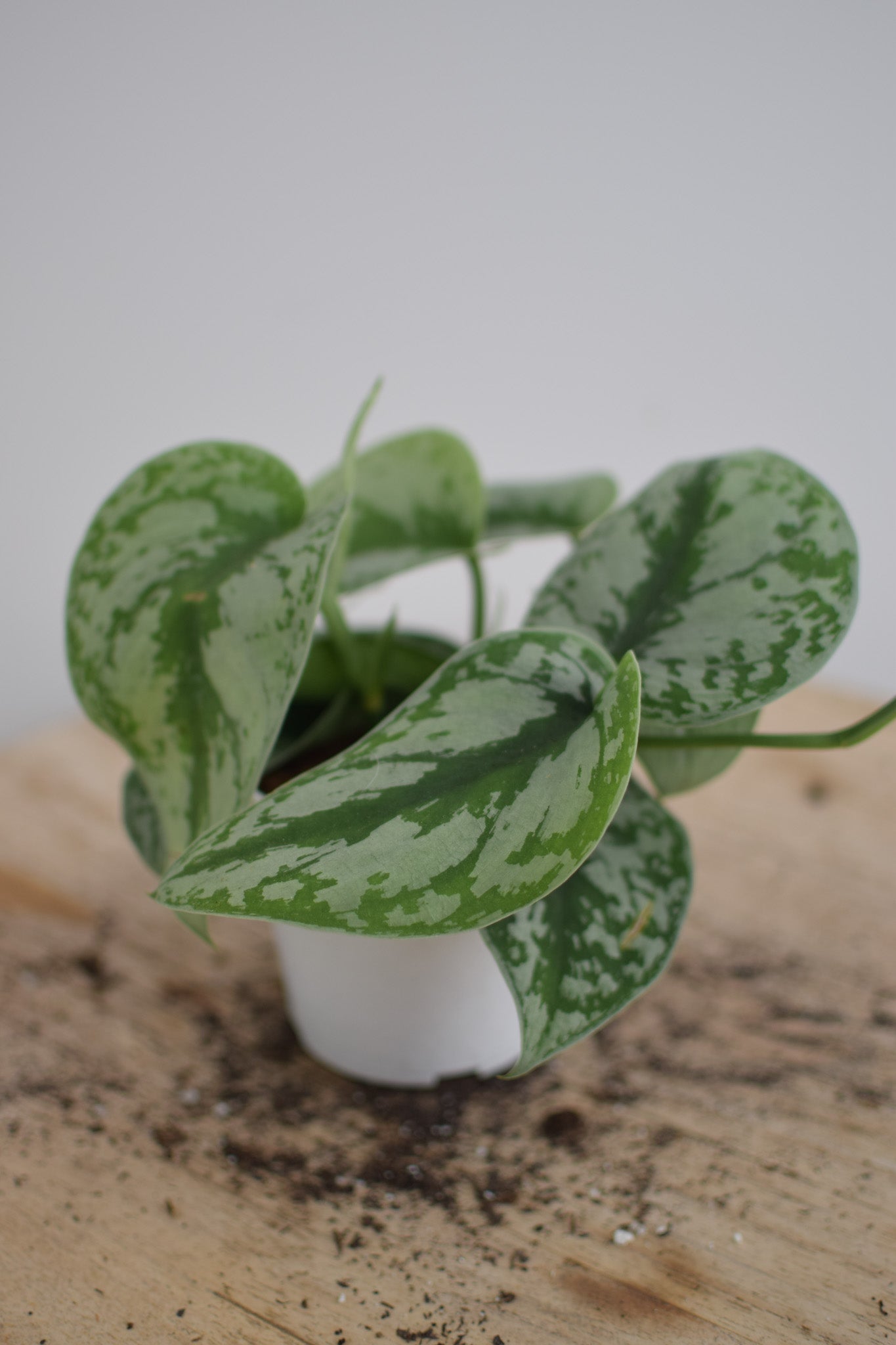 4" Pothos Silver Splash