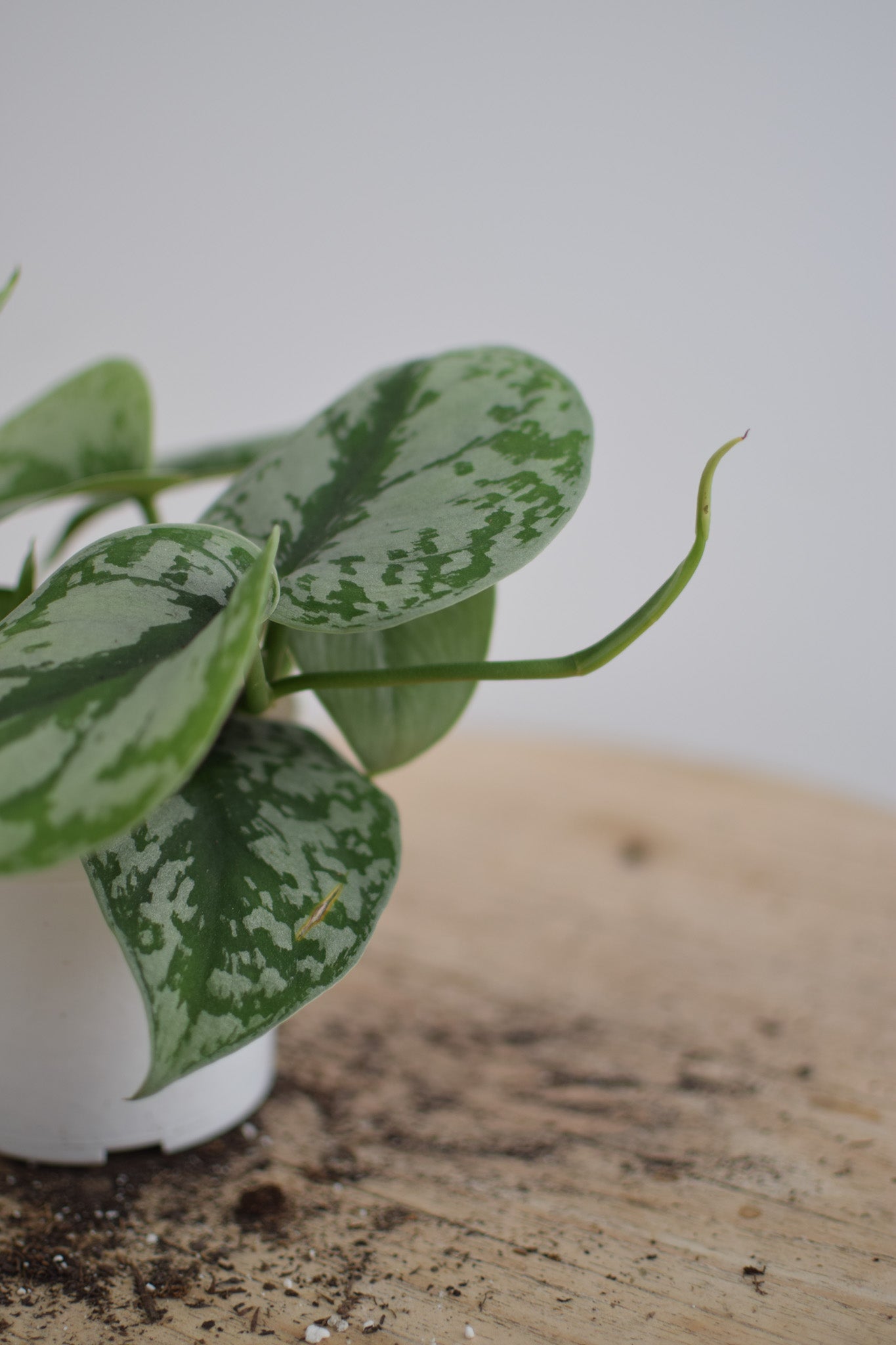 4" Pothos Silver Splash
