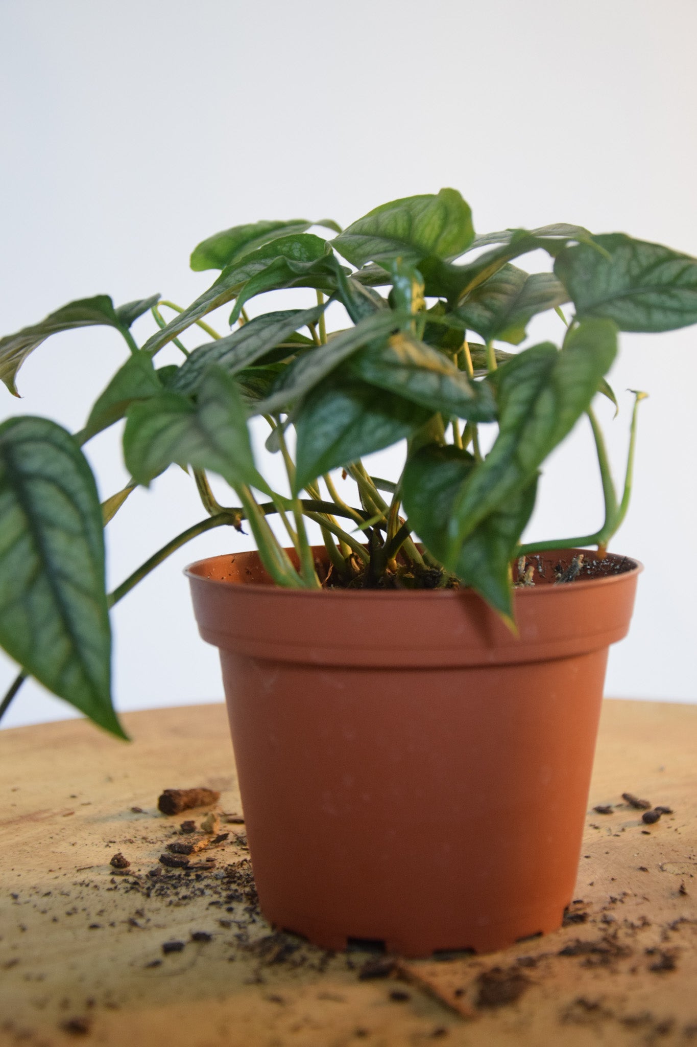 4" Monsteram Siltepecana
