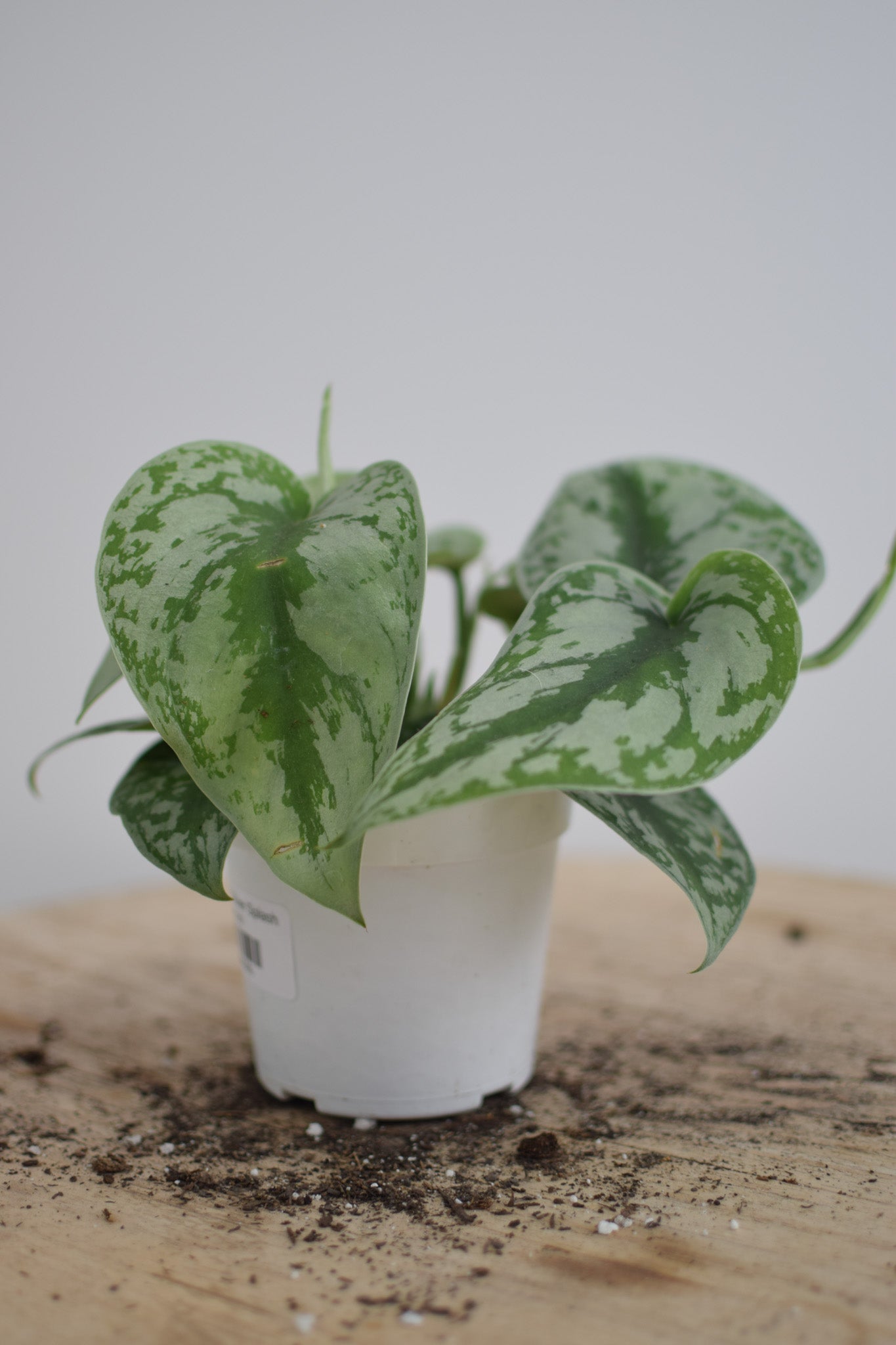 4" Pothos Silver Splash