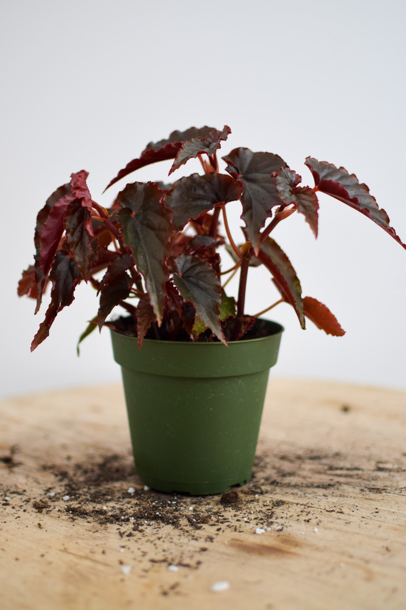 4" Begonia Black Magic