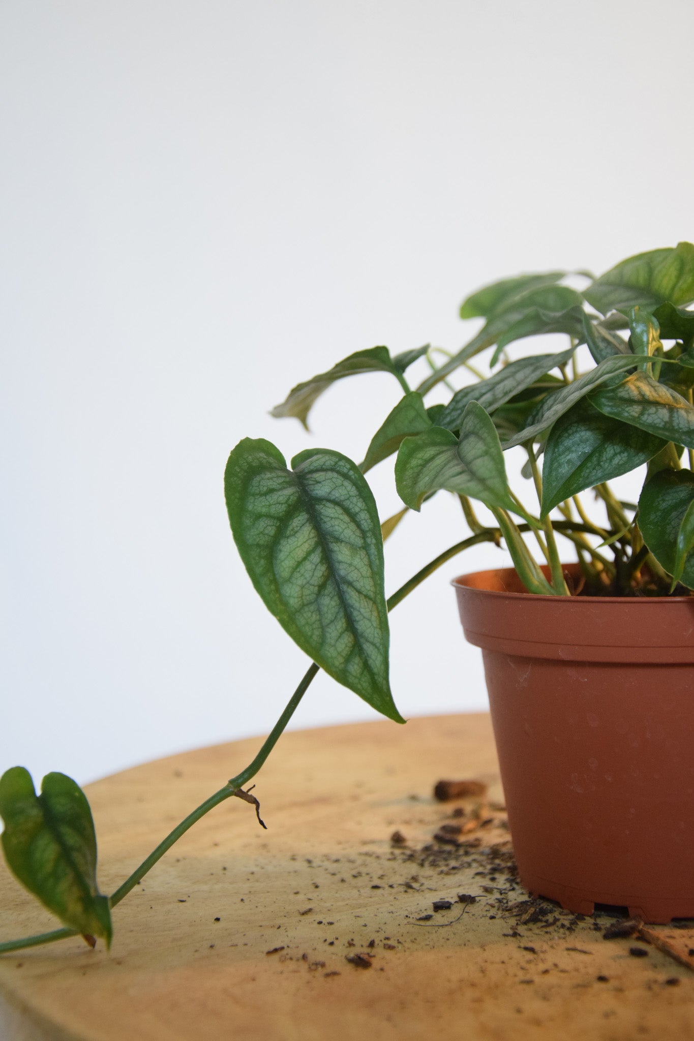 4" Monsteram Siltepecana