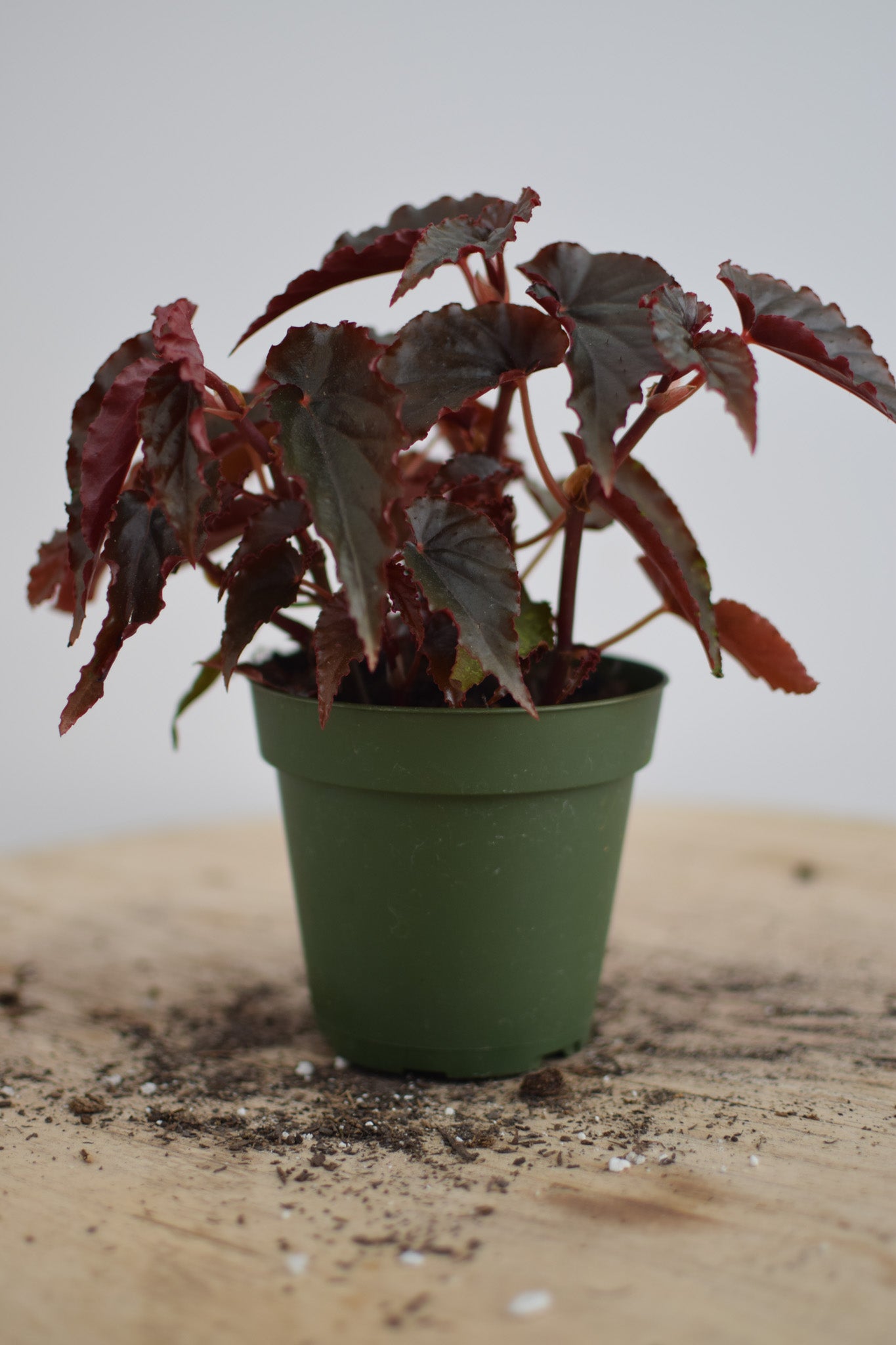 4" Begonia Black Magic