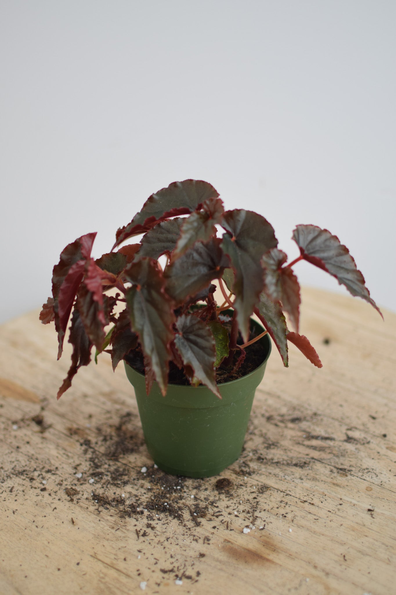 4" Begonia Black Magic