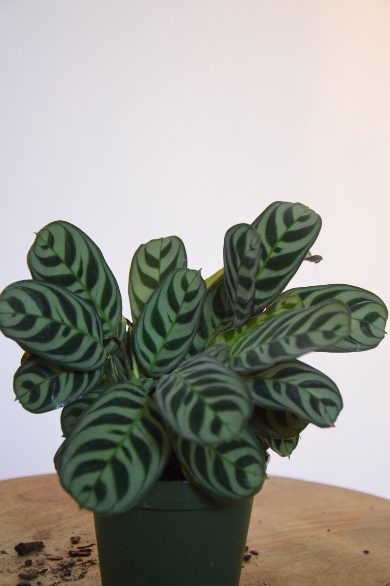 4" Calathea Burle Marxii