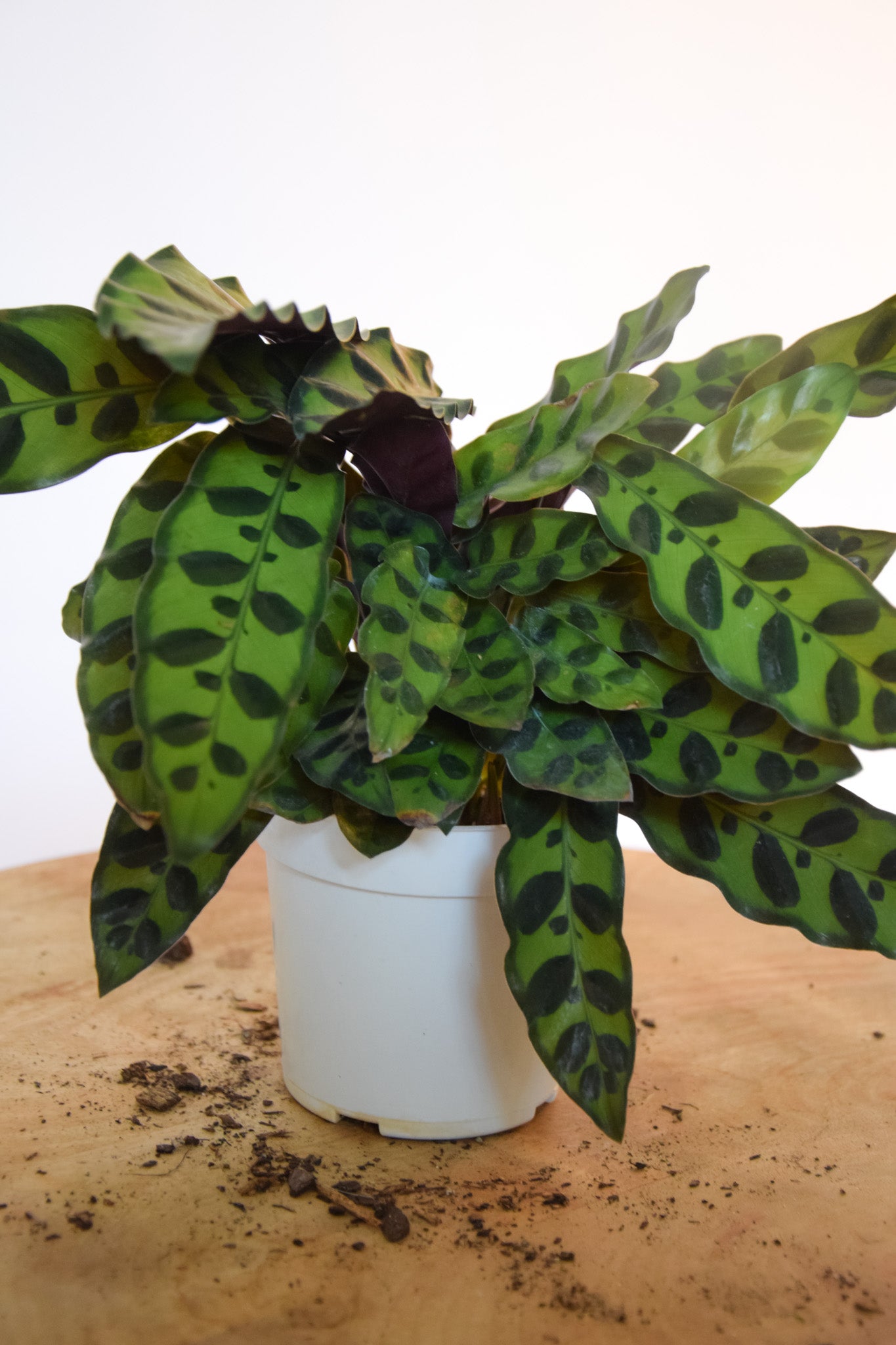 4" Calathea Lancifolia