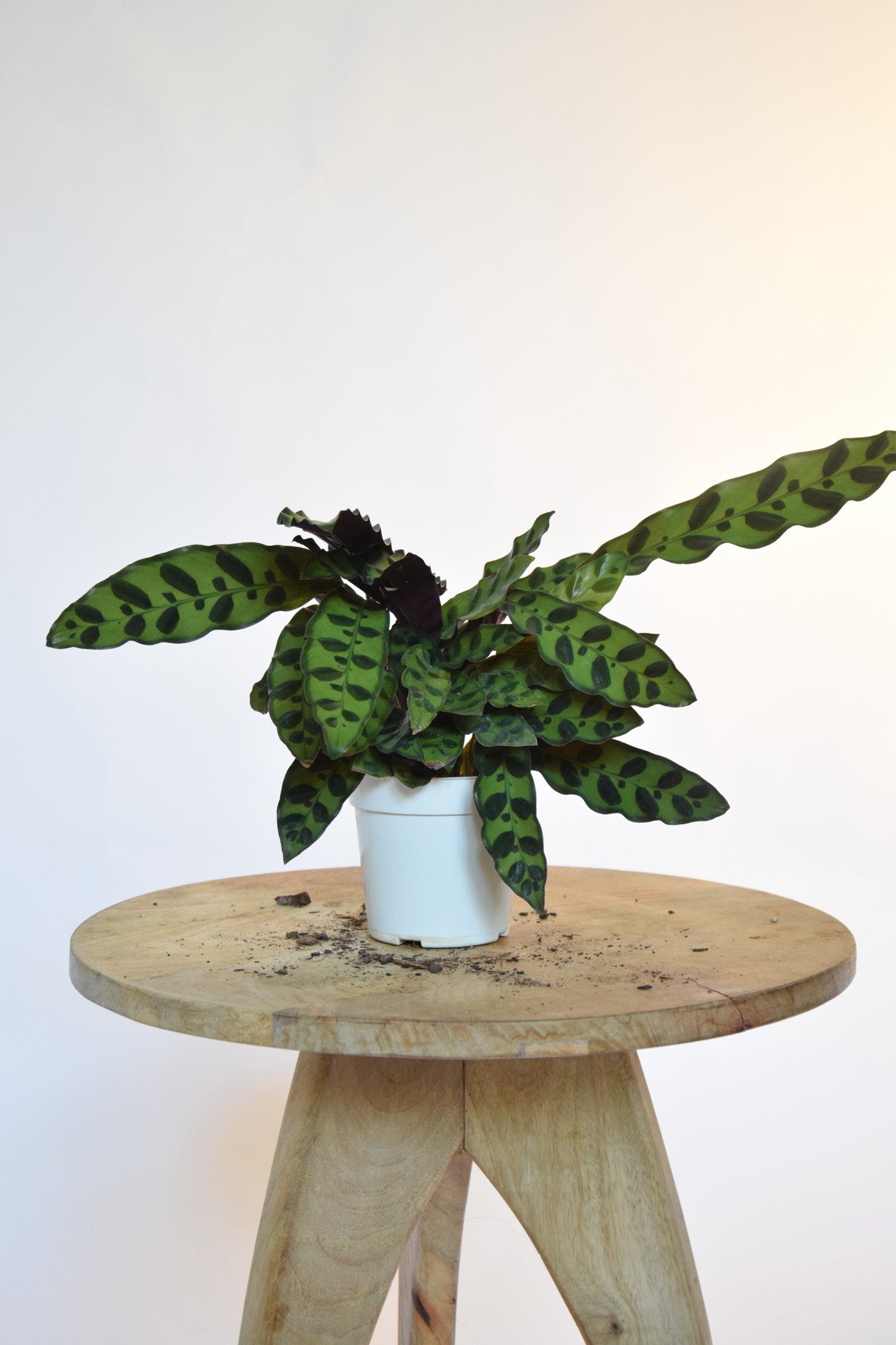 4" Calathea Lancifolia