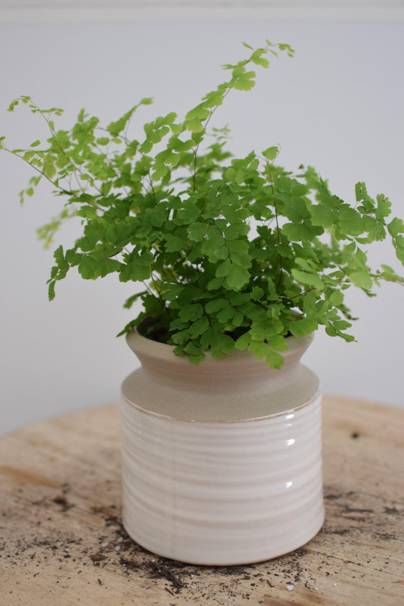 4" Maidenhair Fern