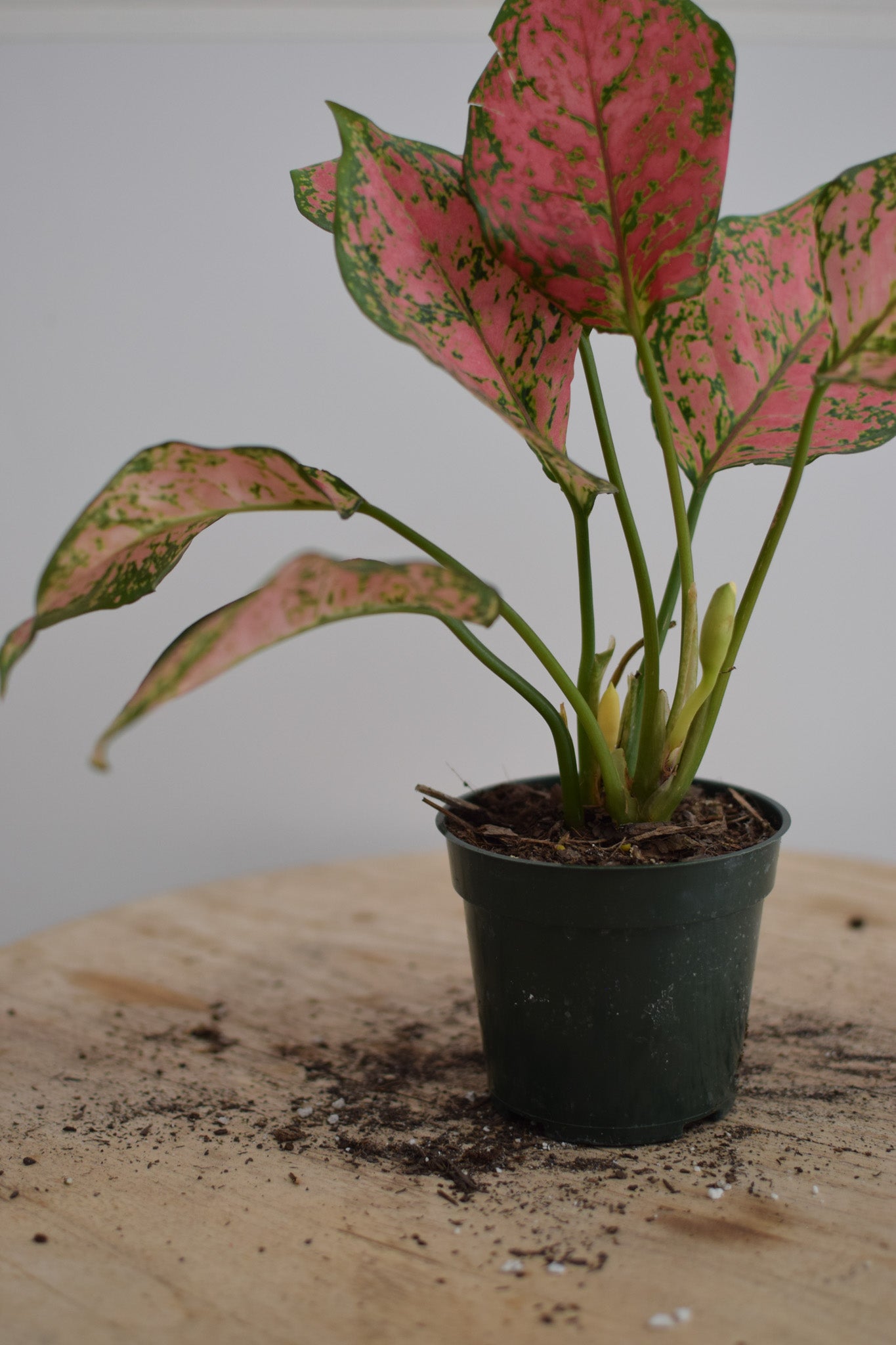 4" Pink Aglaonema Plant