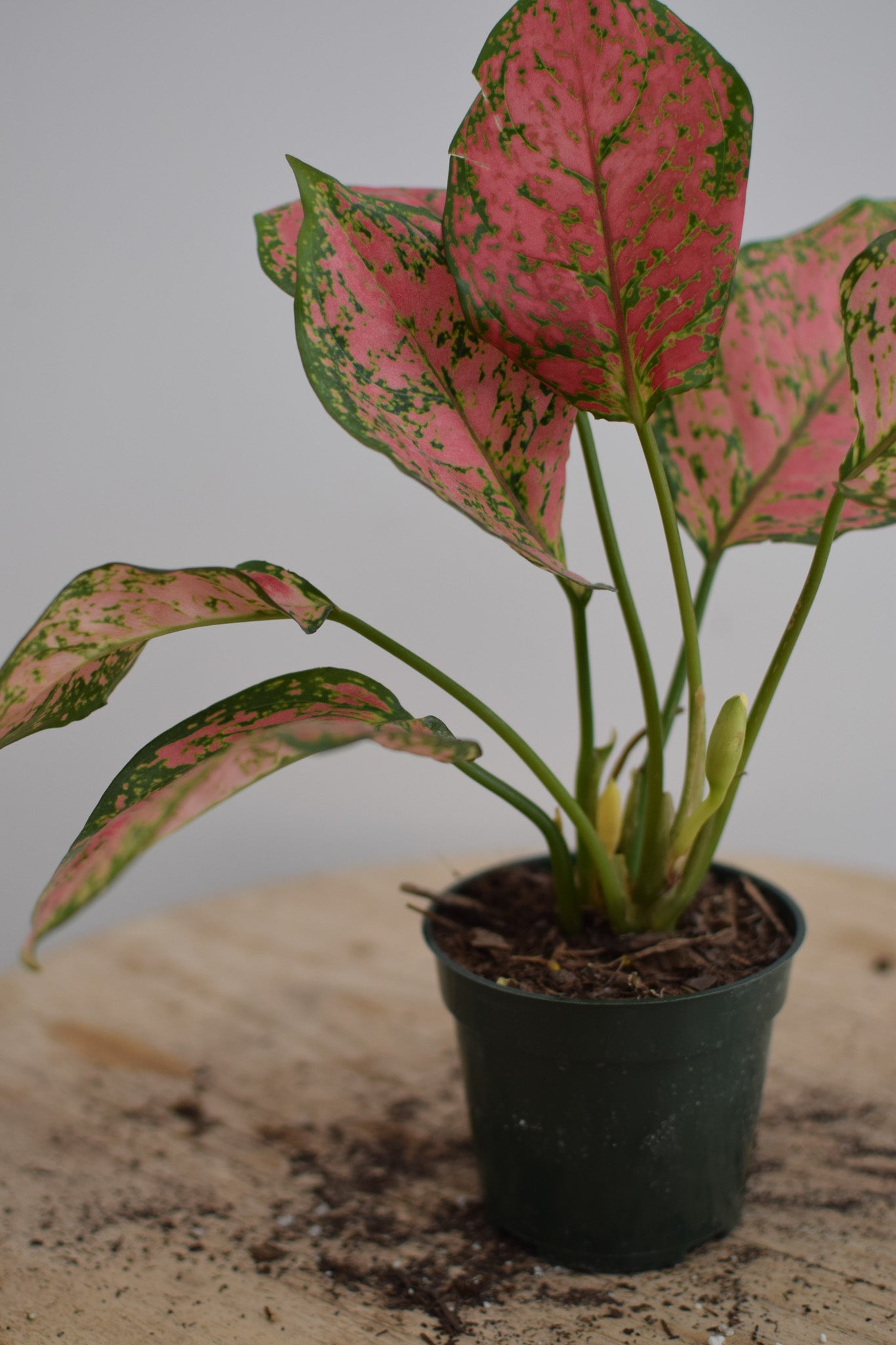 4" Pink Aglaonema Plant