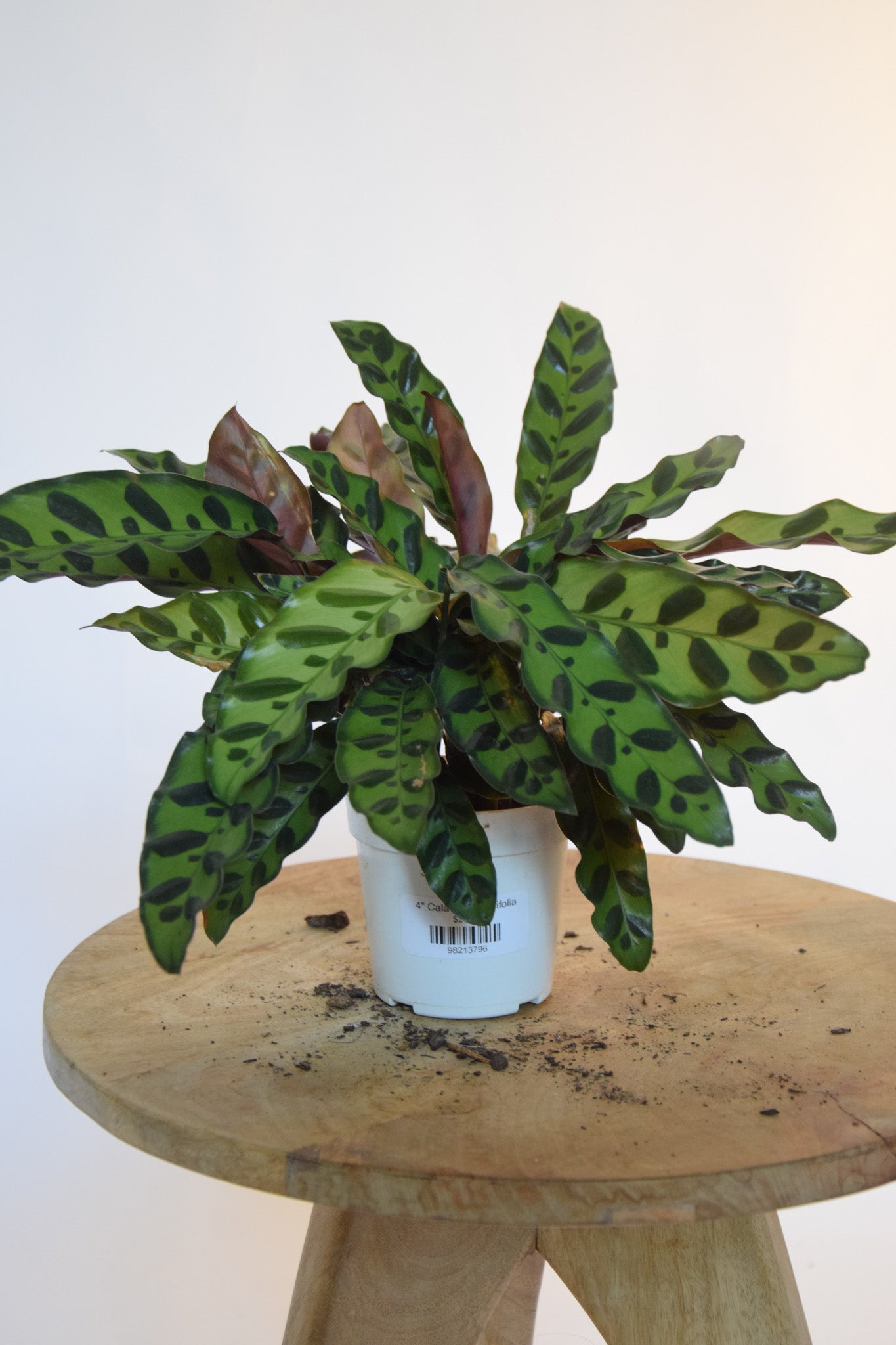 4" Calathea Lancifolia
