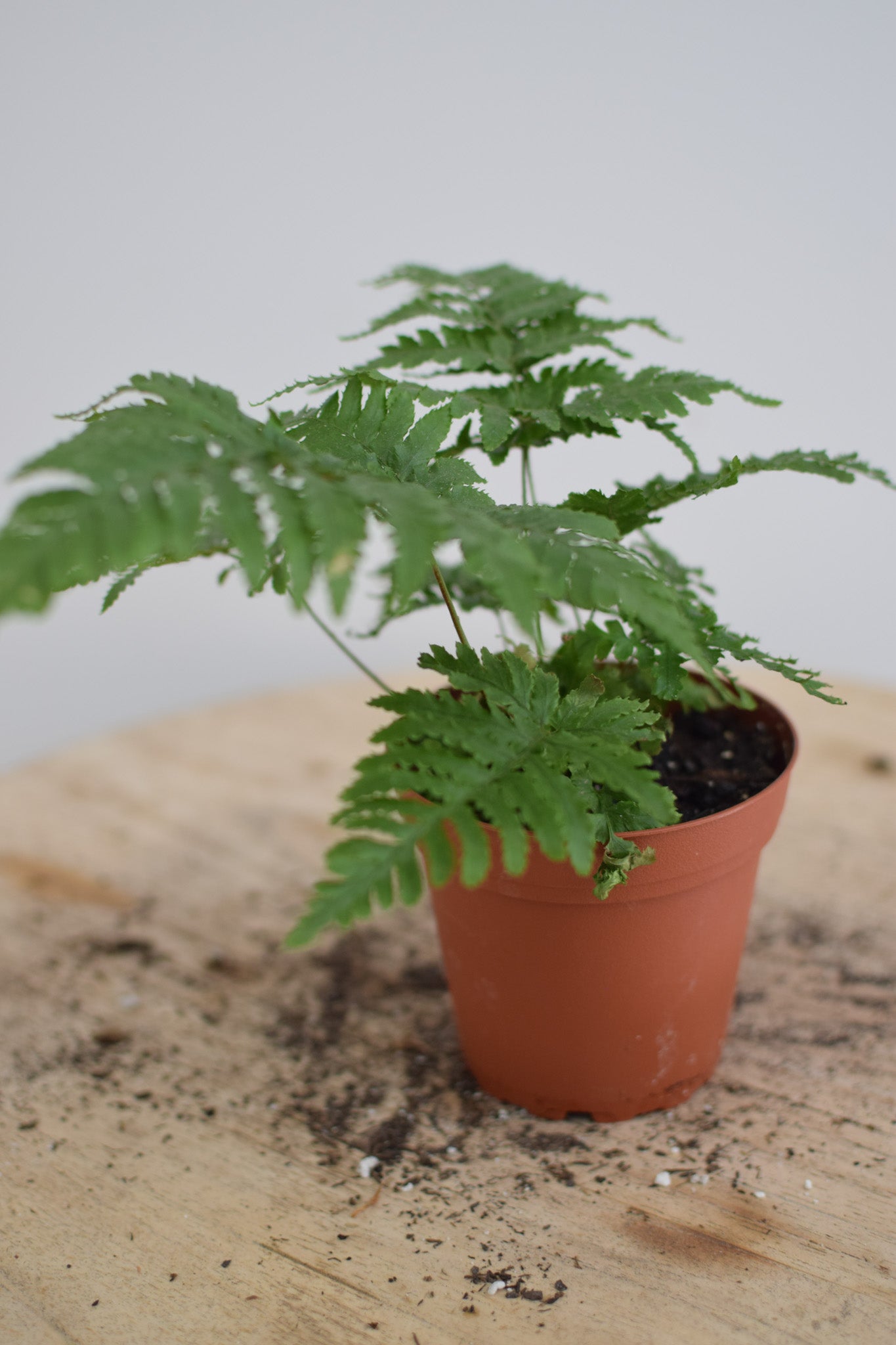 4" Fern Assorted