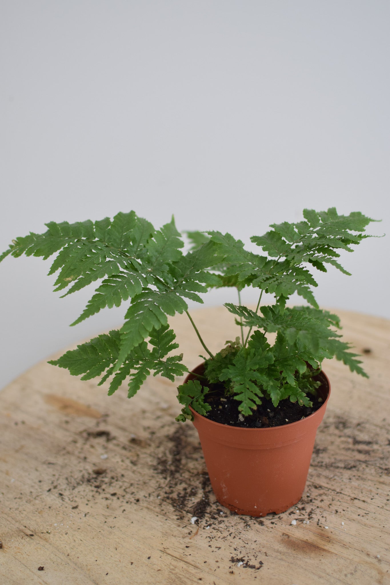 4" Fern Assorted