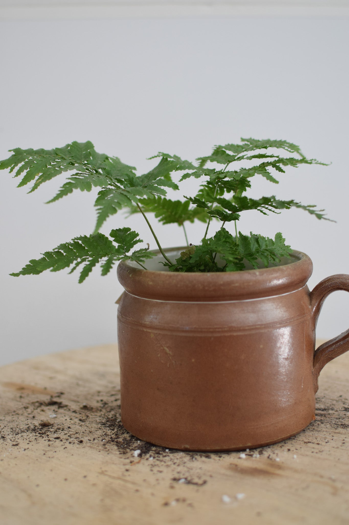 4" Fern Assorted
