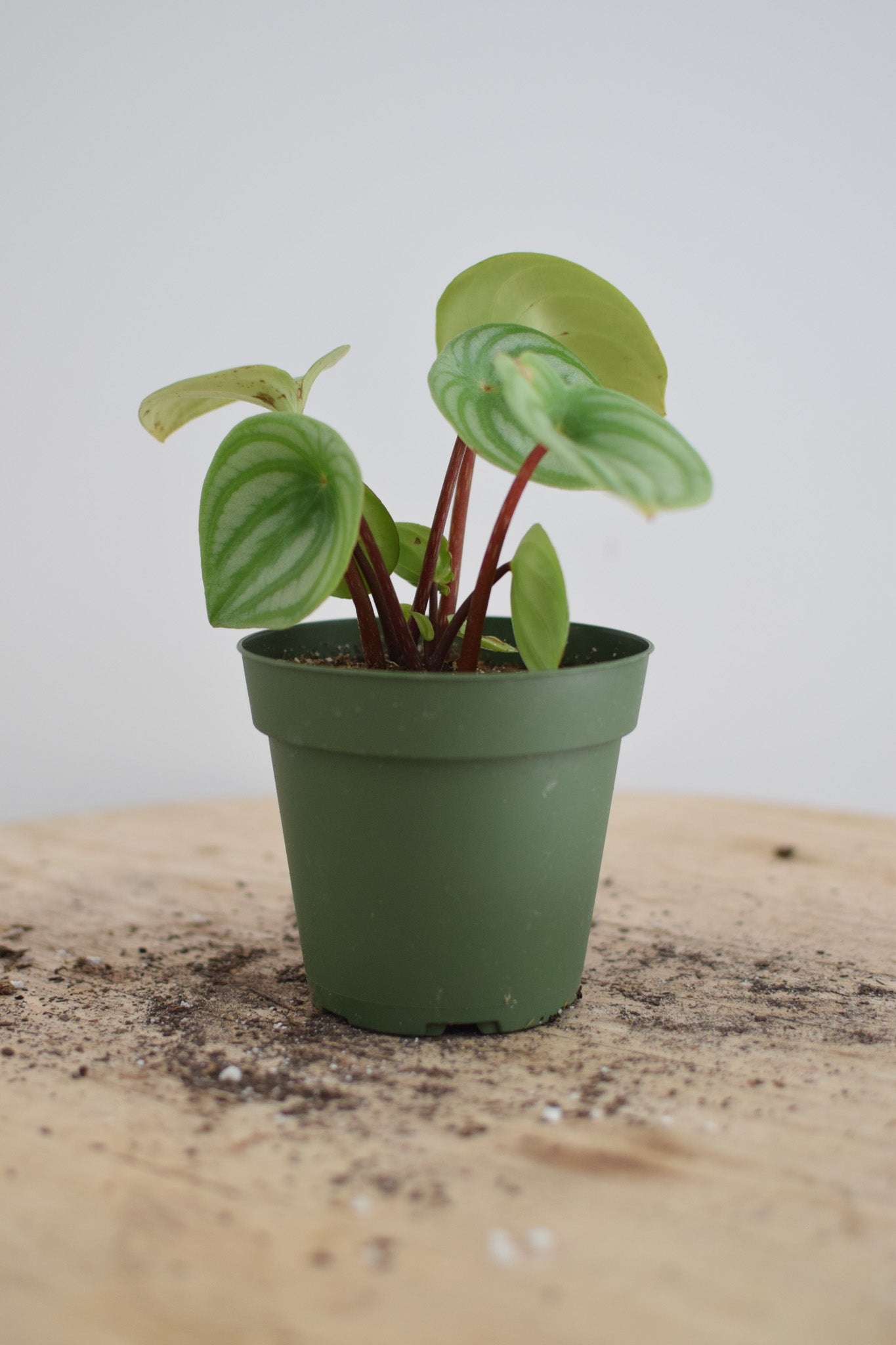 4" Peperomia Watermelon