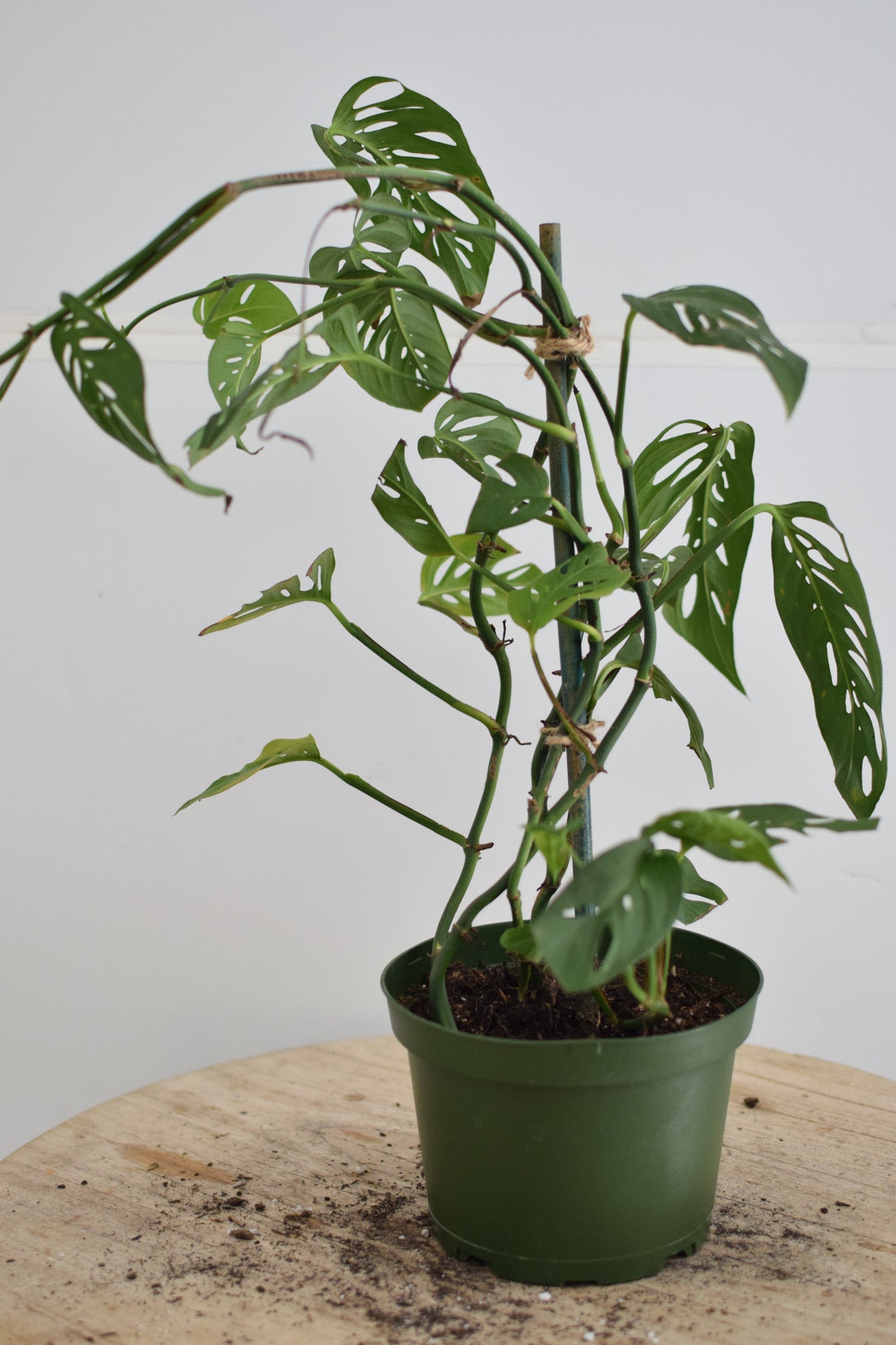 6" Monstera Adansonii