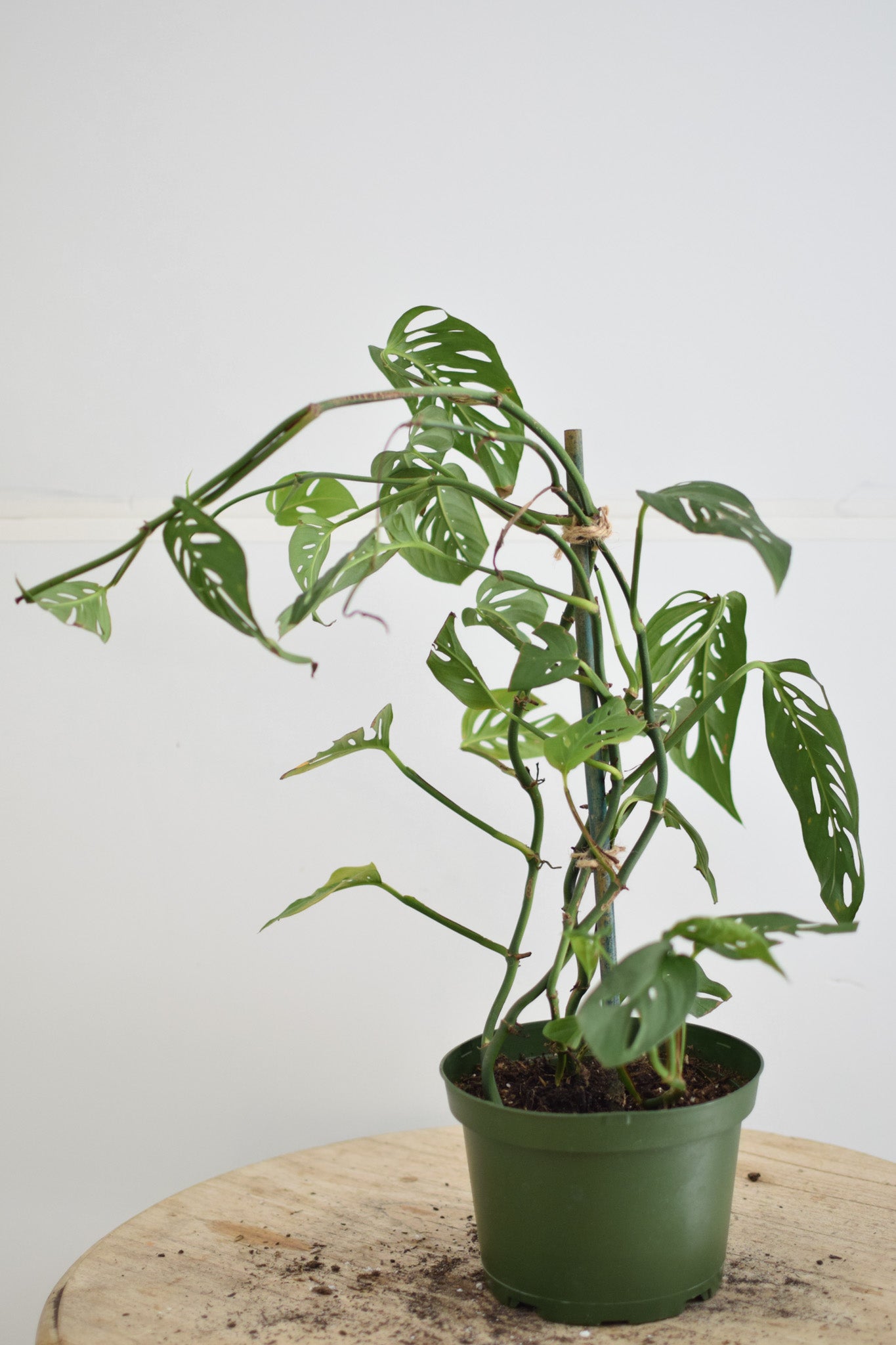 6" Monstera Adansonii
