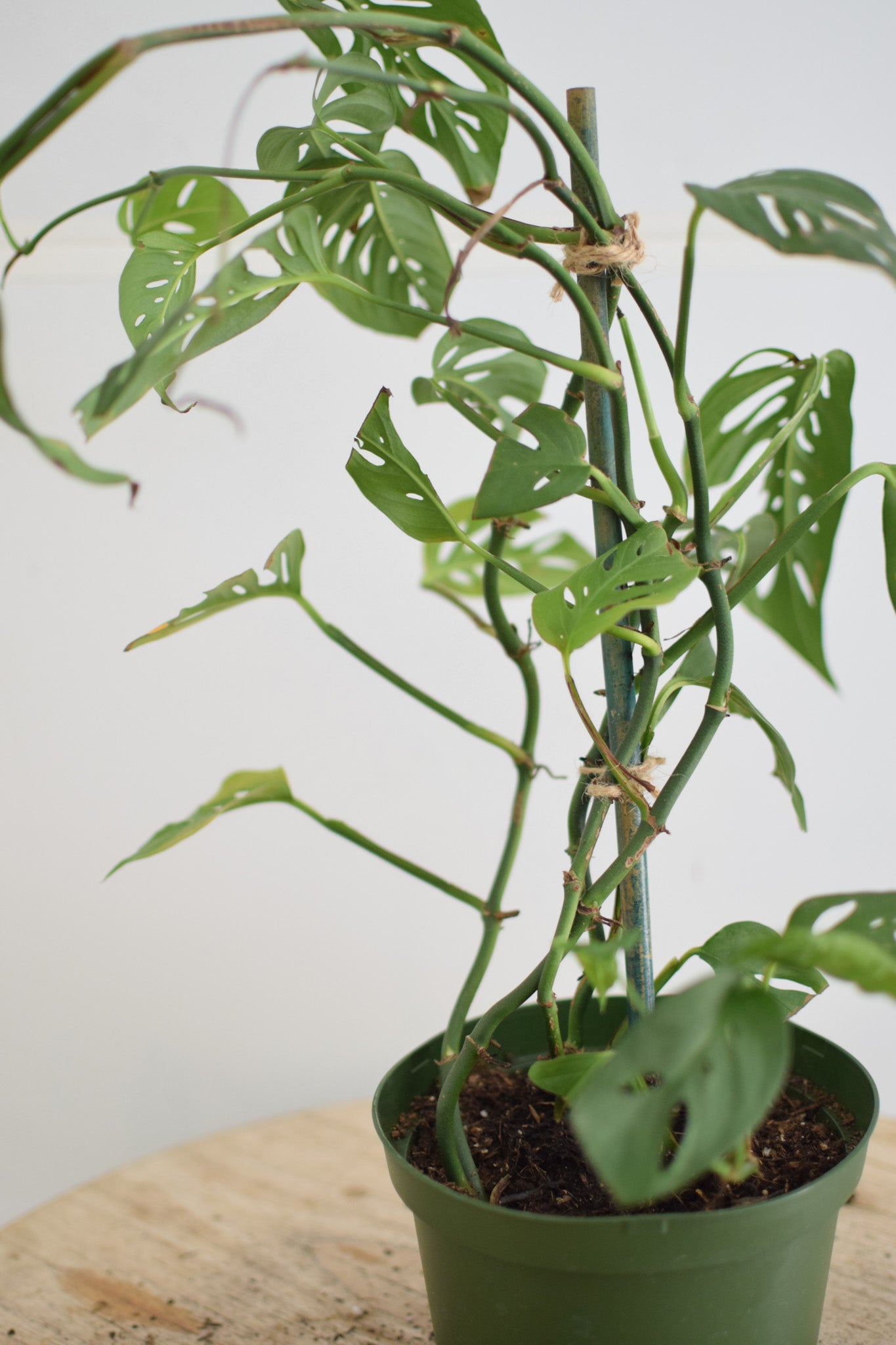 6" Monstera Adansonii