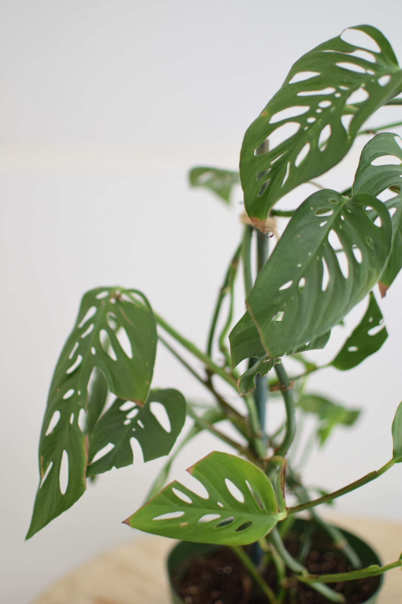 6" Monstera Adansonii