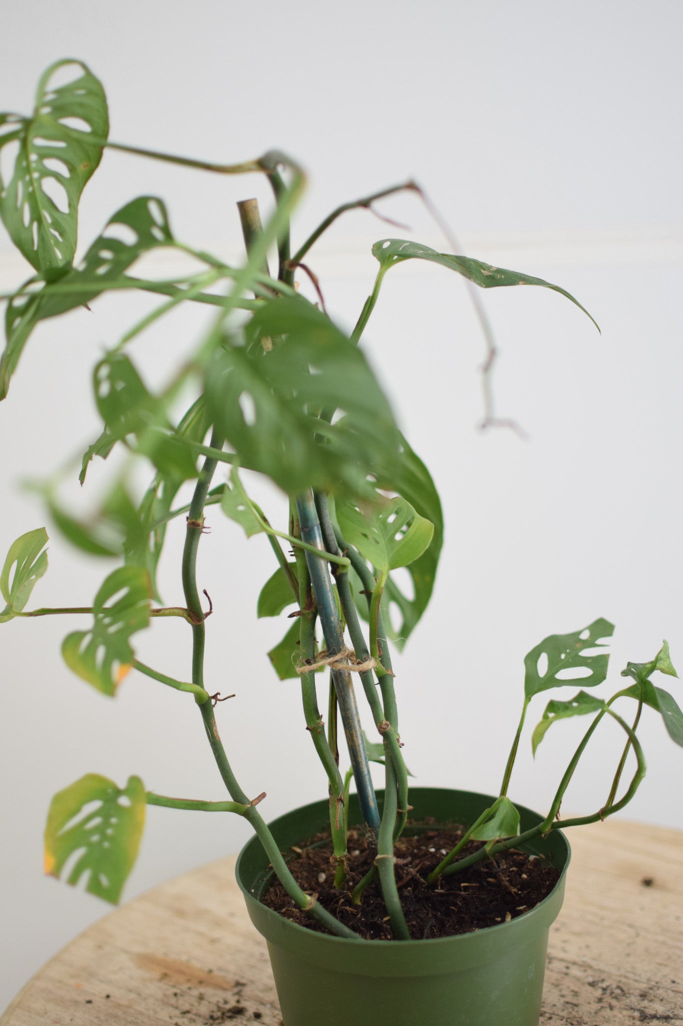 6" Monstera Adansonii