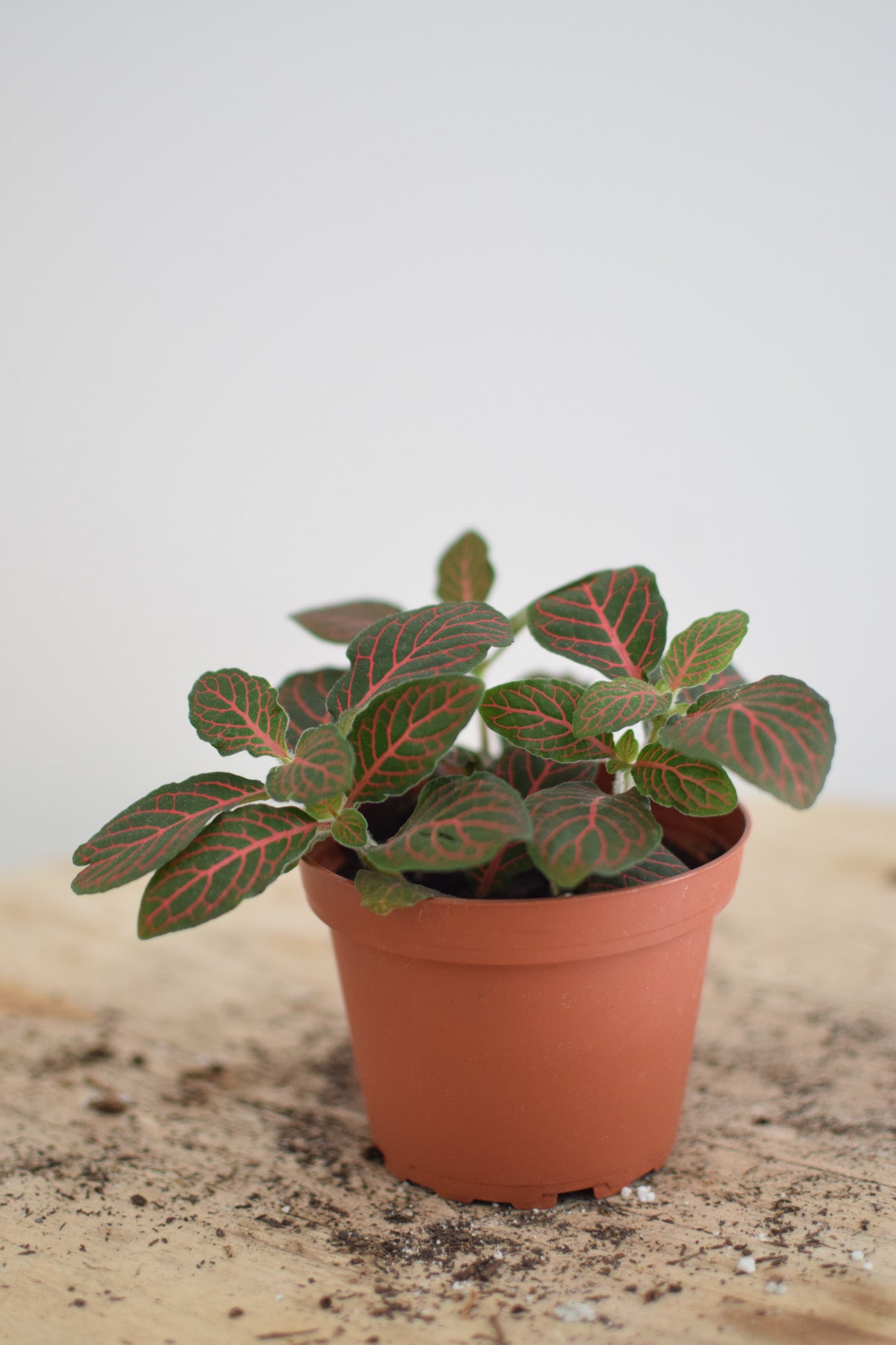 4" Fittonia Plant