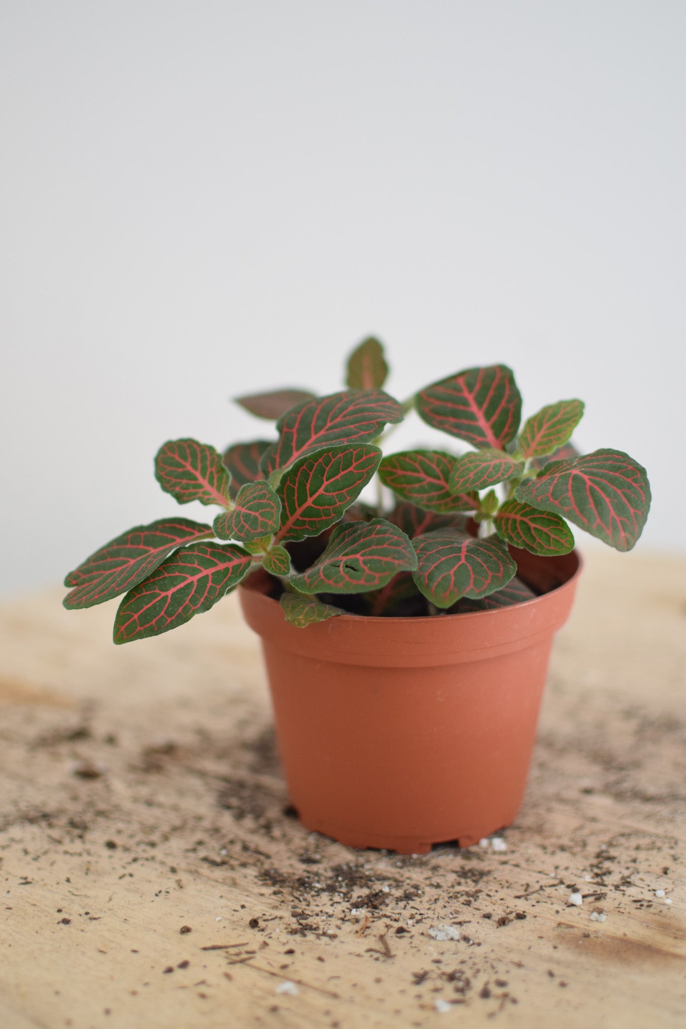 4" Fittonia Plant
