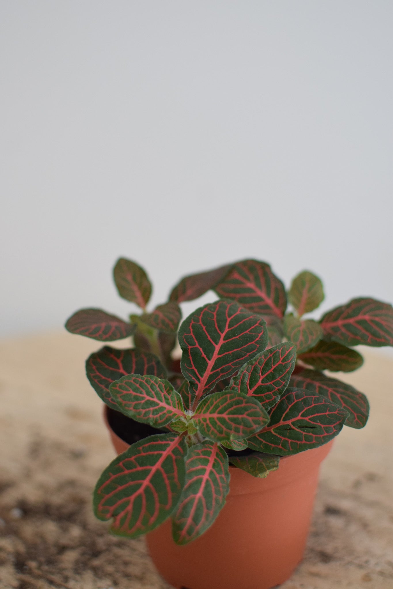 4" Fittonia Plant