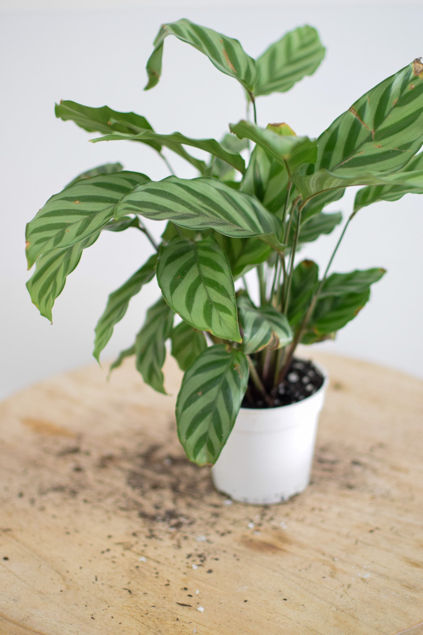 4" Calathea Concinna