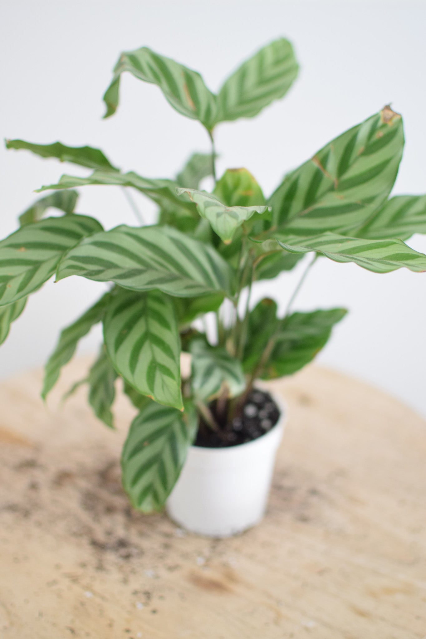4" Calathea Concinna