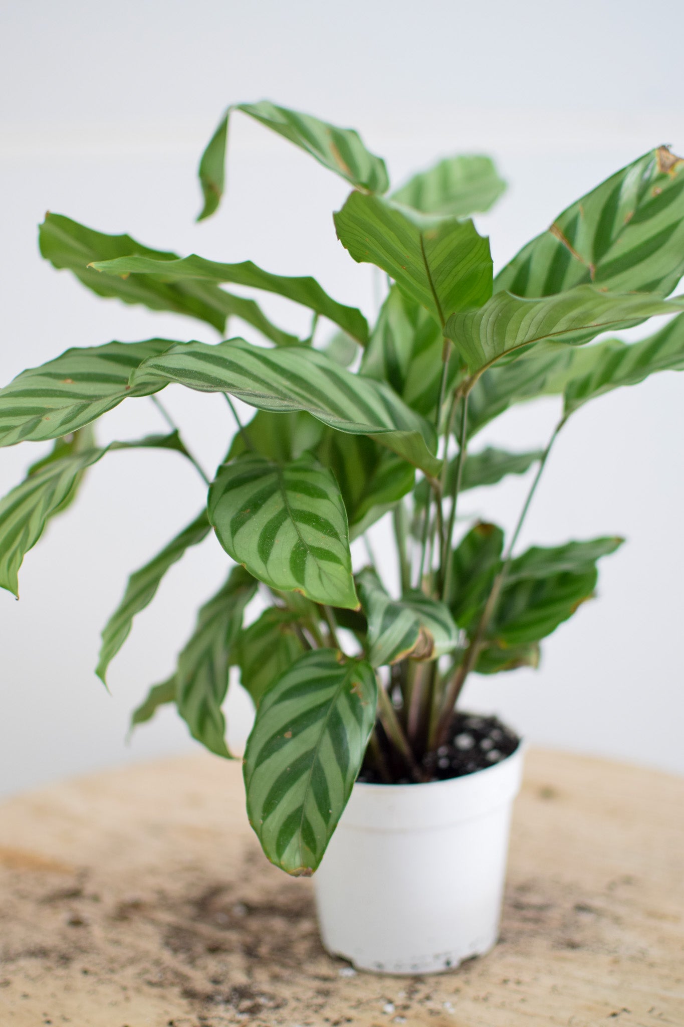 4" Calathea Concinna