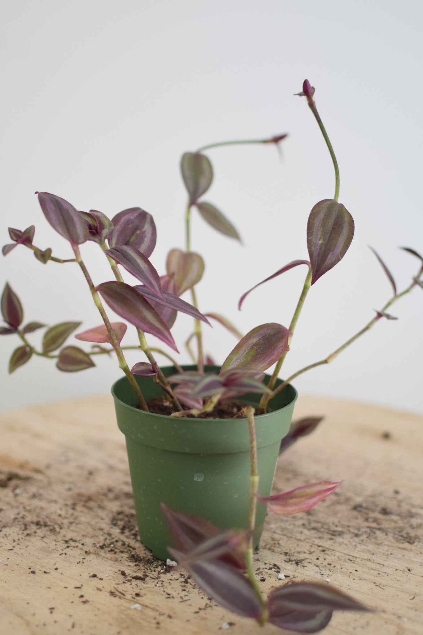 4" Tradescantia Purple Gem