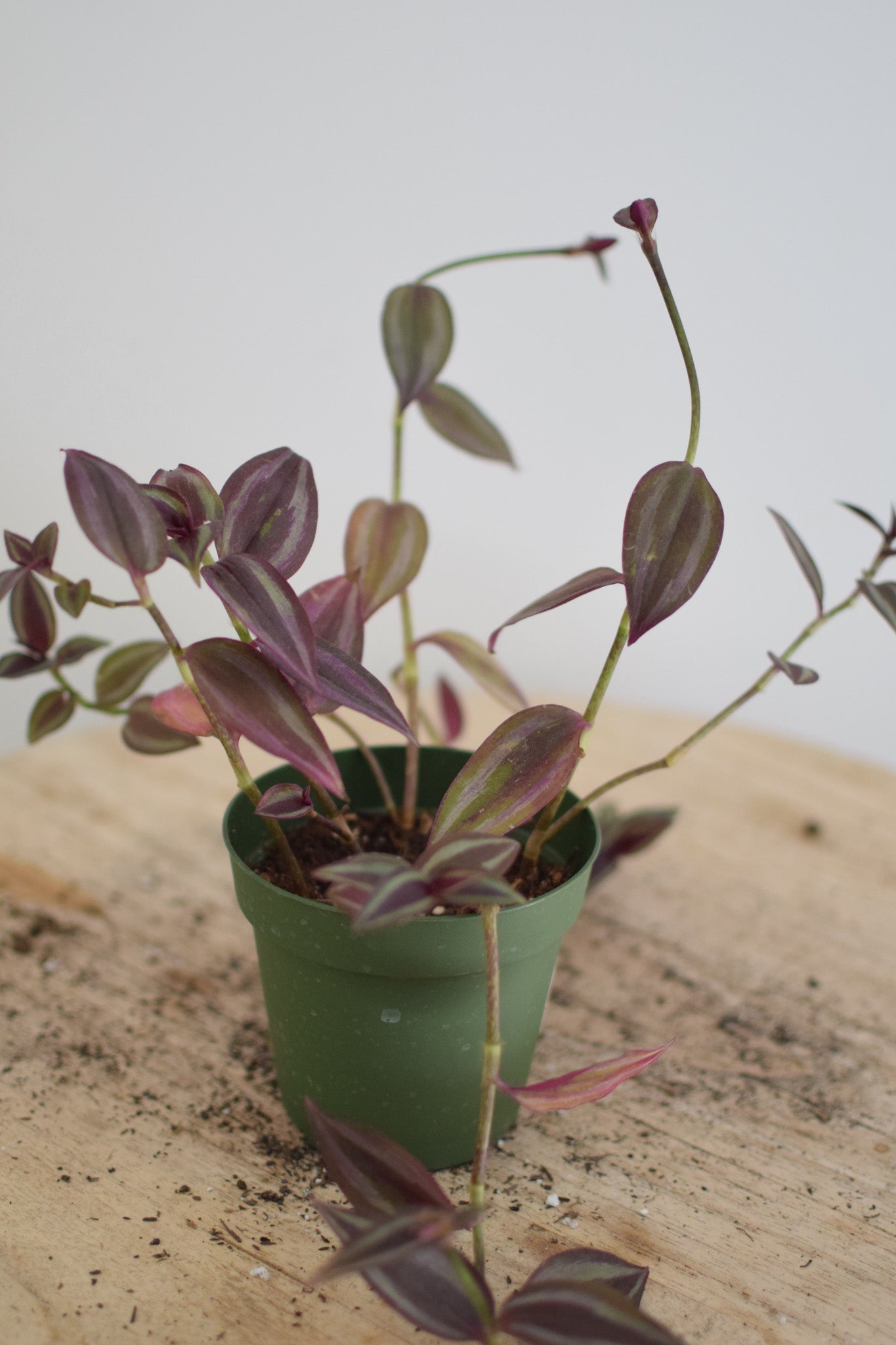 4" Tradescantia Purple Gem