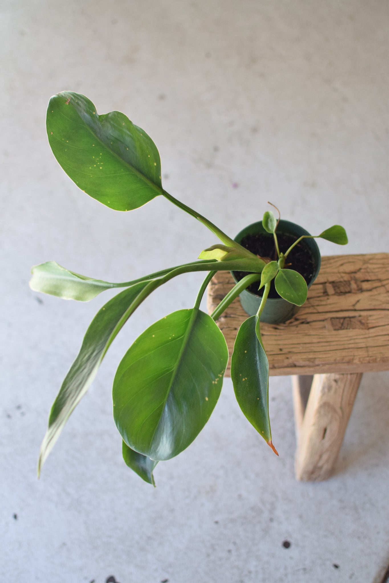 4" Philo Congo Green