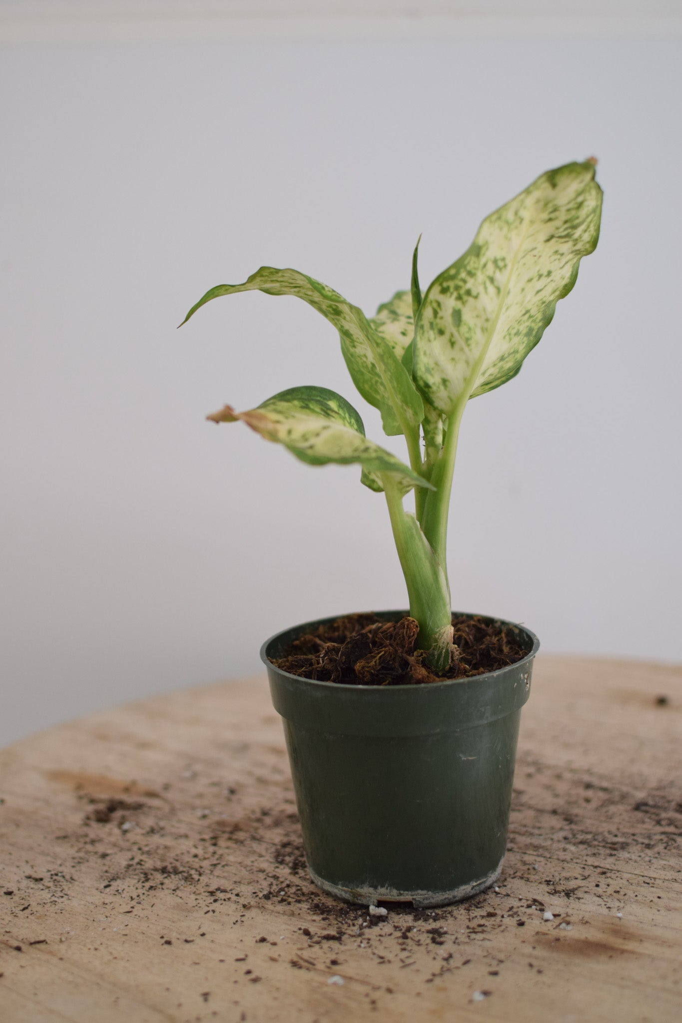 4" Aglaonema Plant