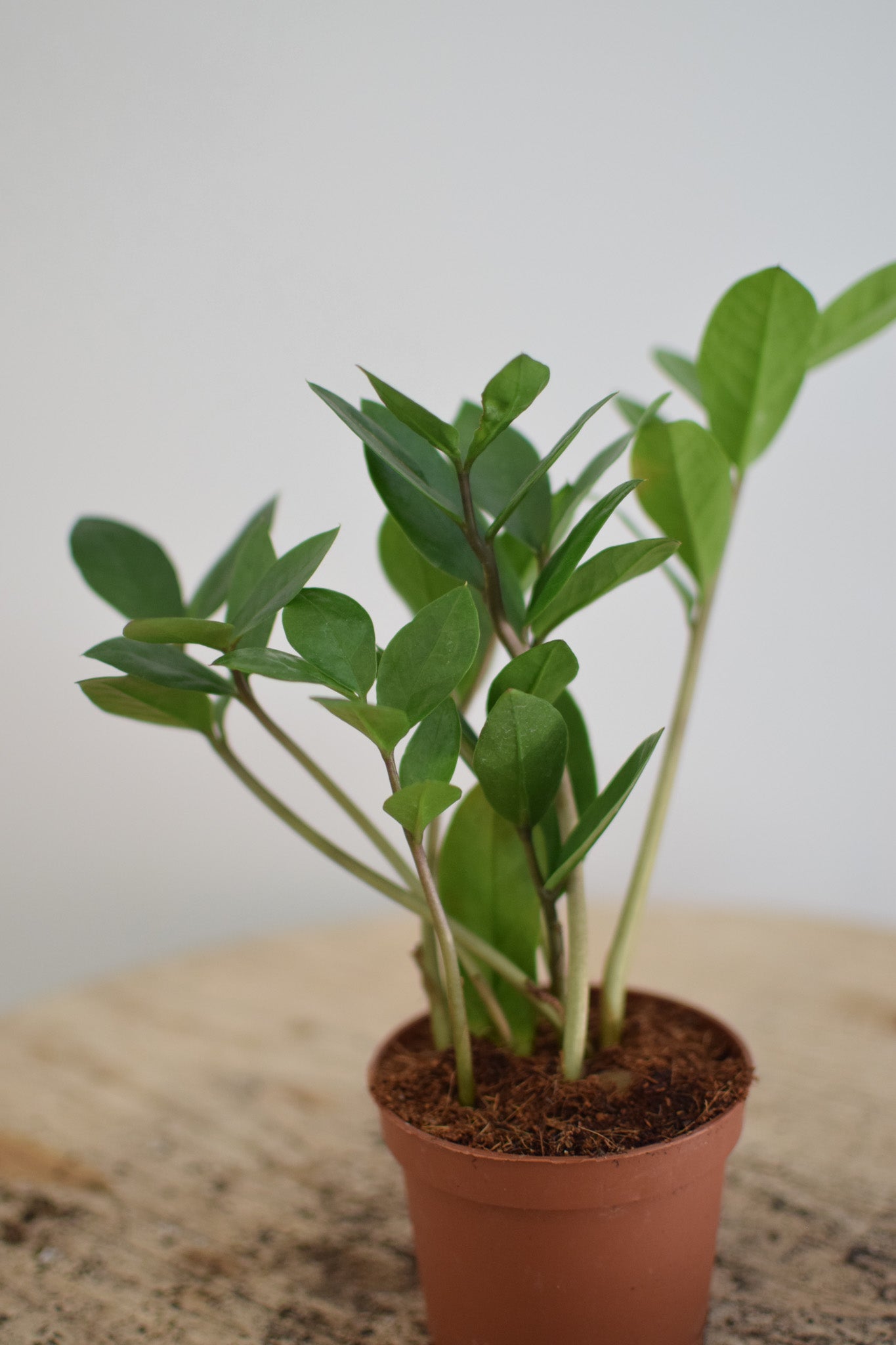 4" ZZ Plant