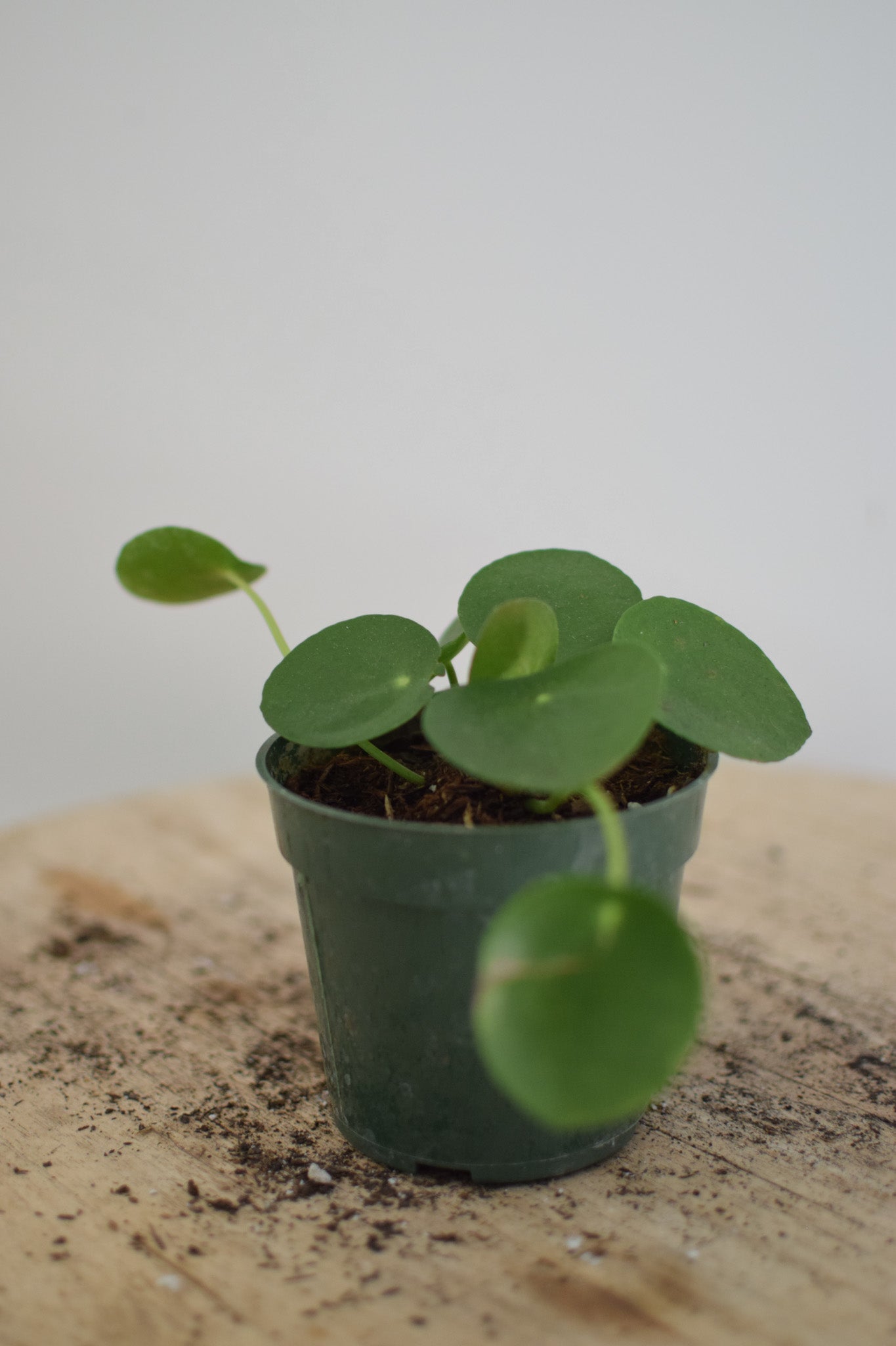 4" Pilea Peperomoides