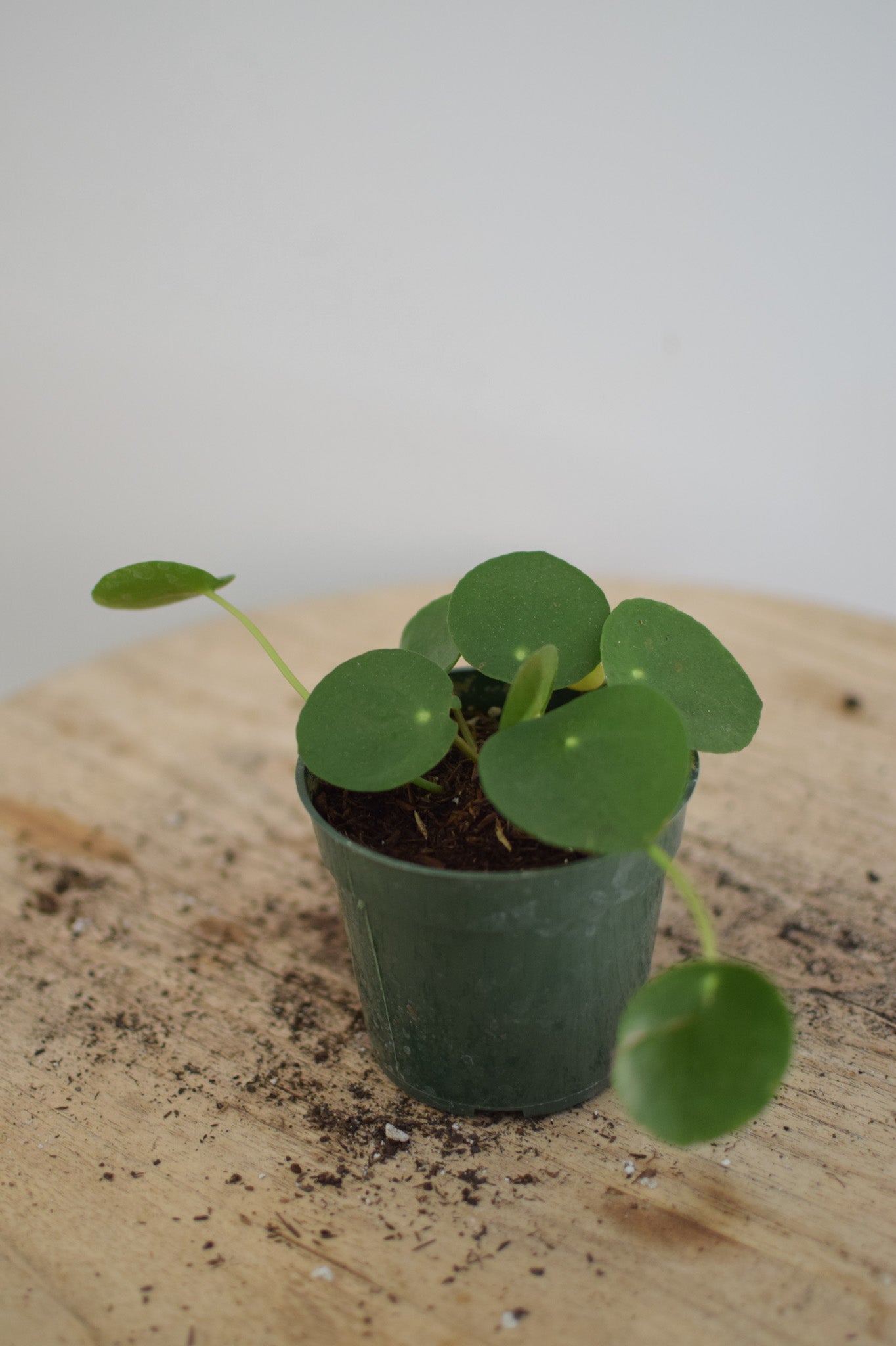 4" Pilea Peperomoides