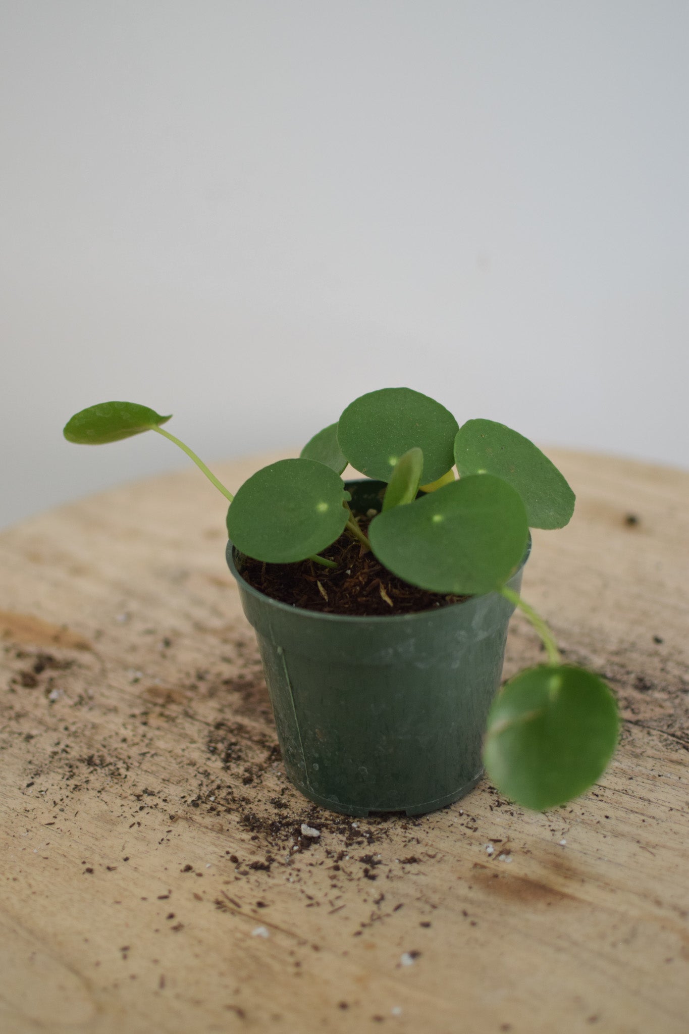 4" Pilea Peperomoides
