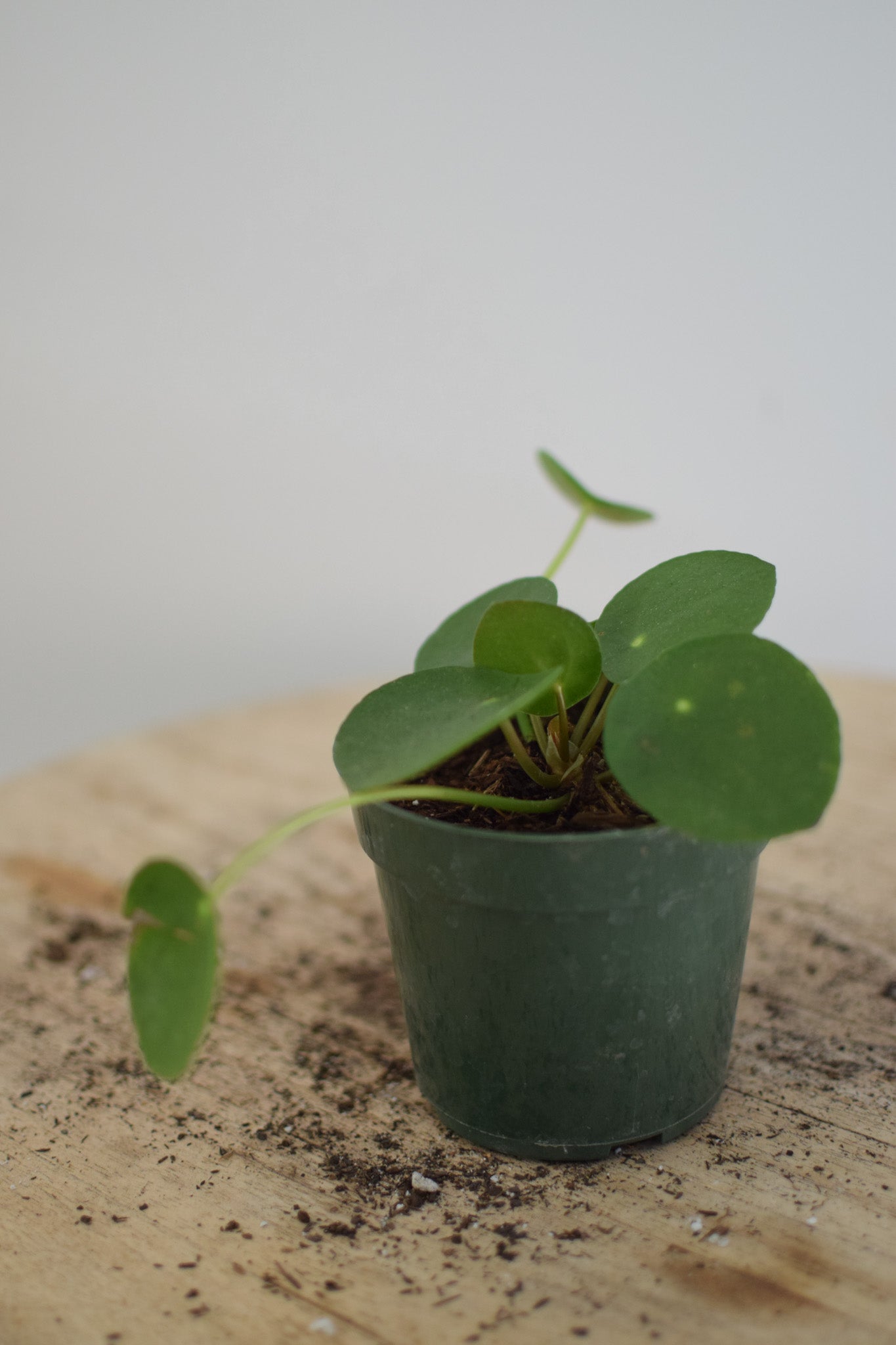 4" Pilea Peperomoides