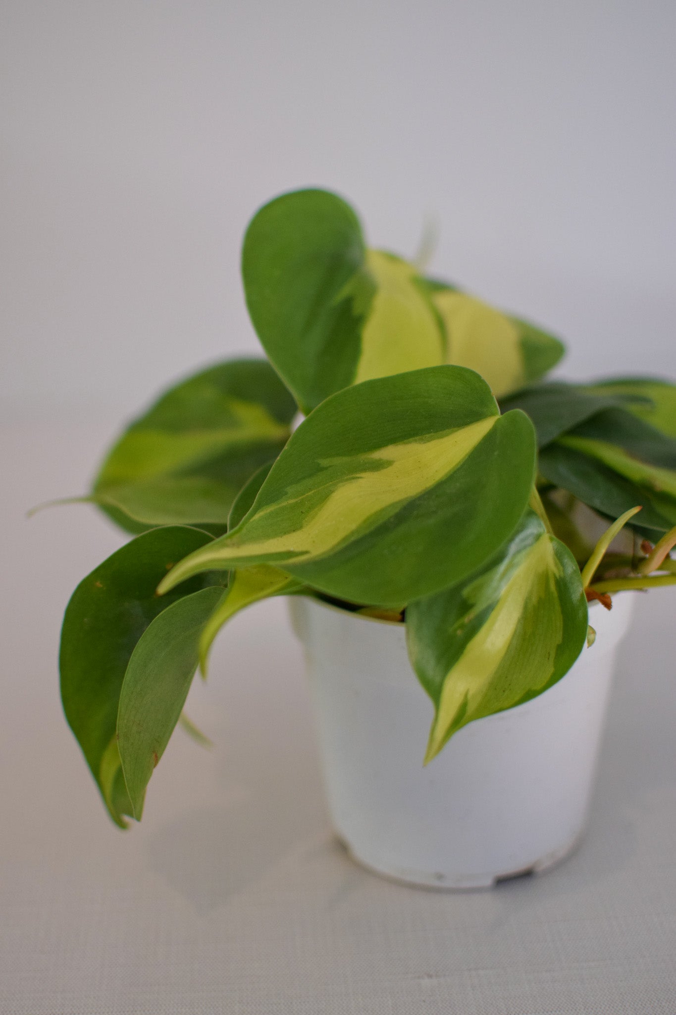 4" Philo Brazil