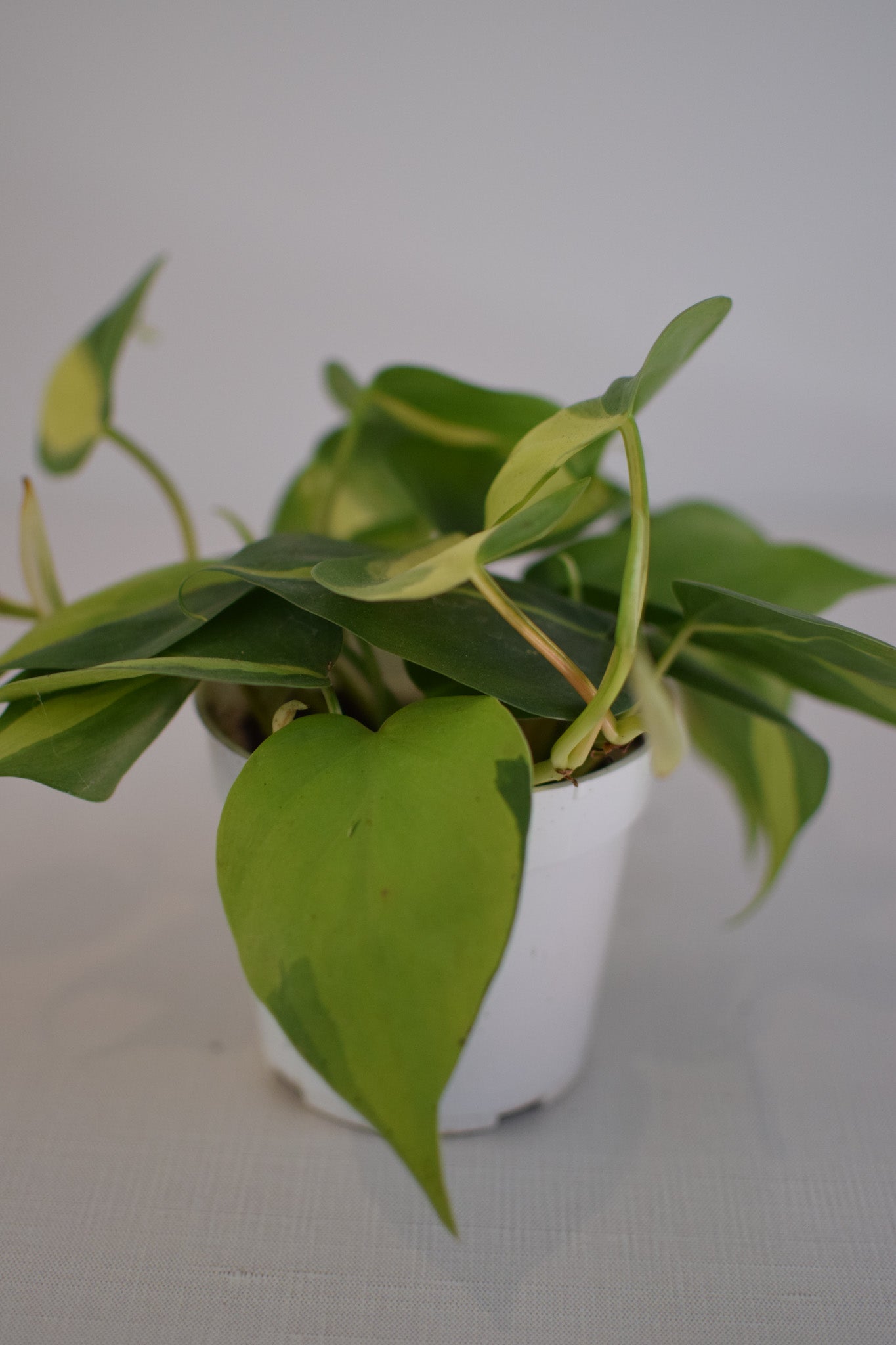 4" Philo Brazil
