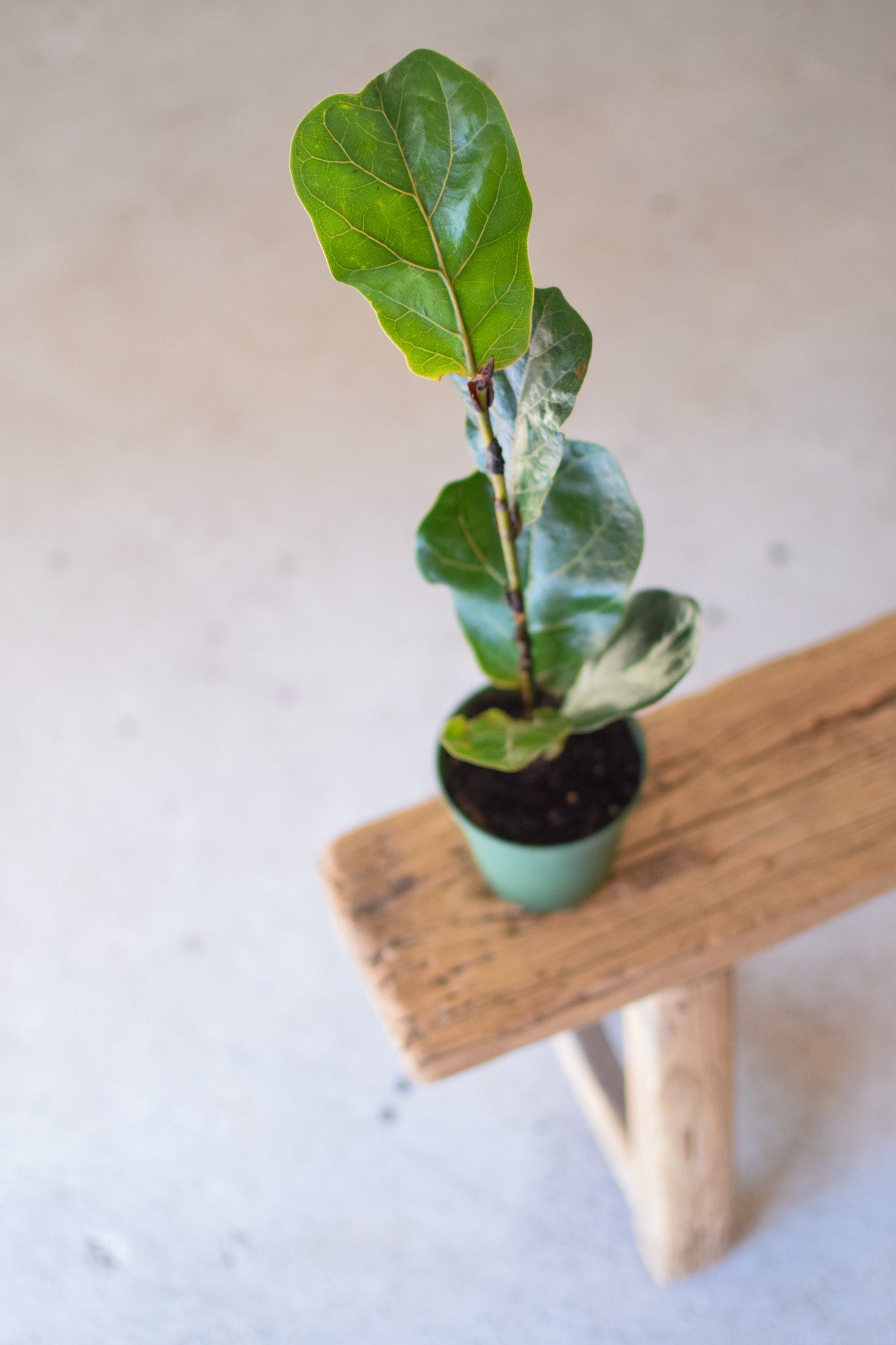 4" Ficus Little Bush
