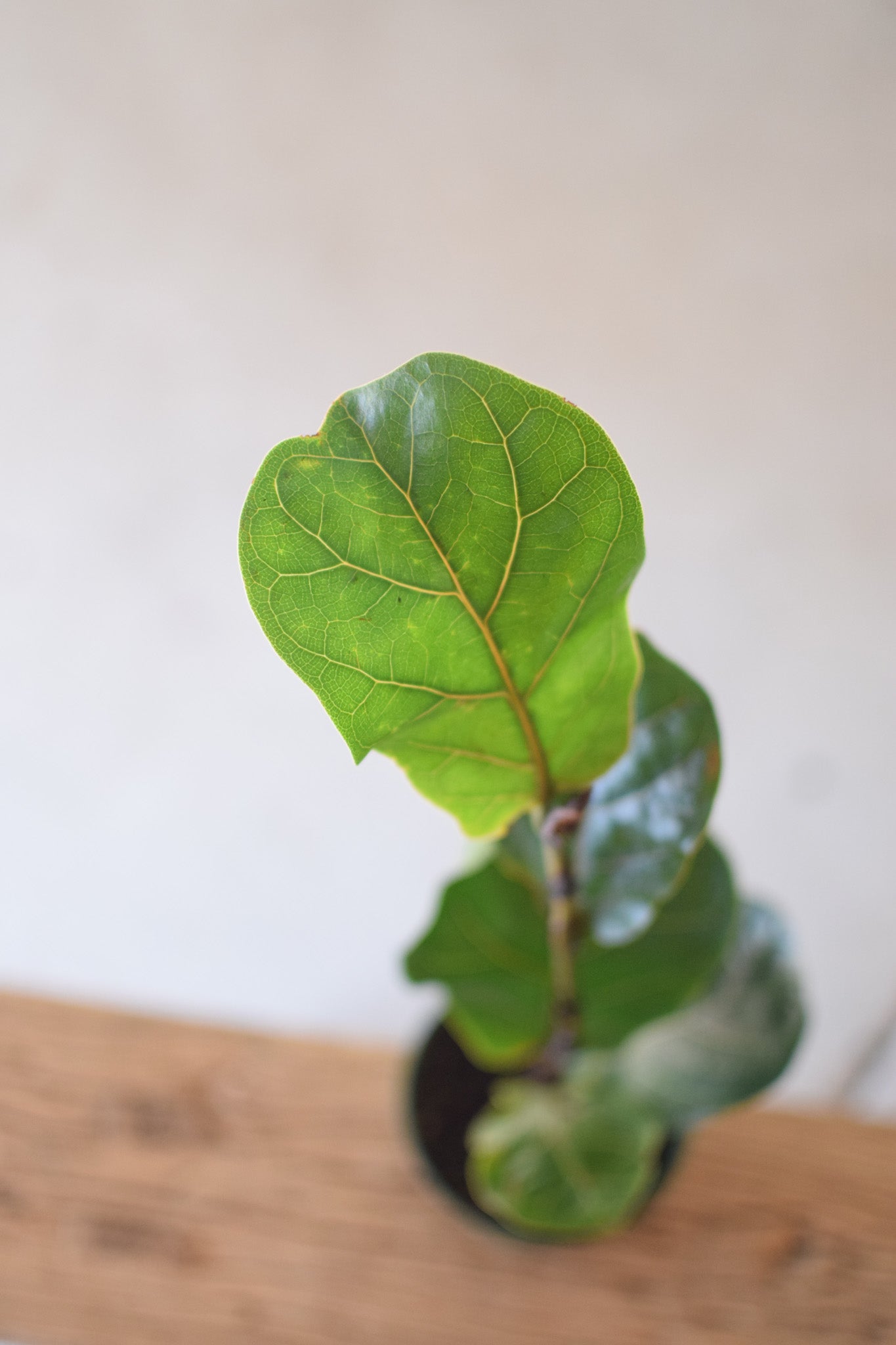 4" Ficus Little Bush