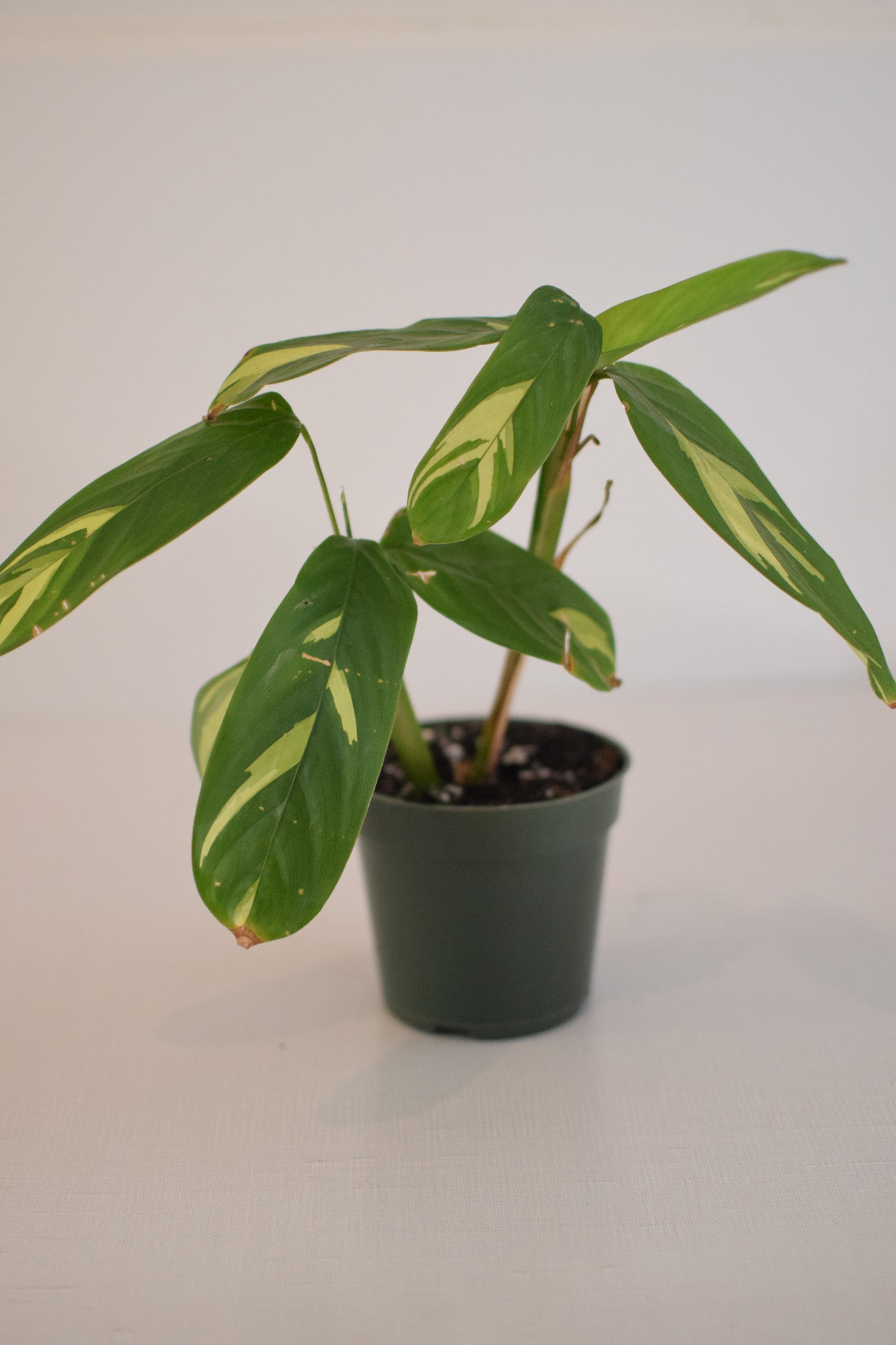 4" Ctenanthe Lubbersian
